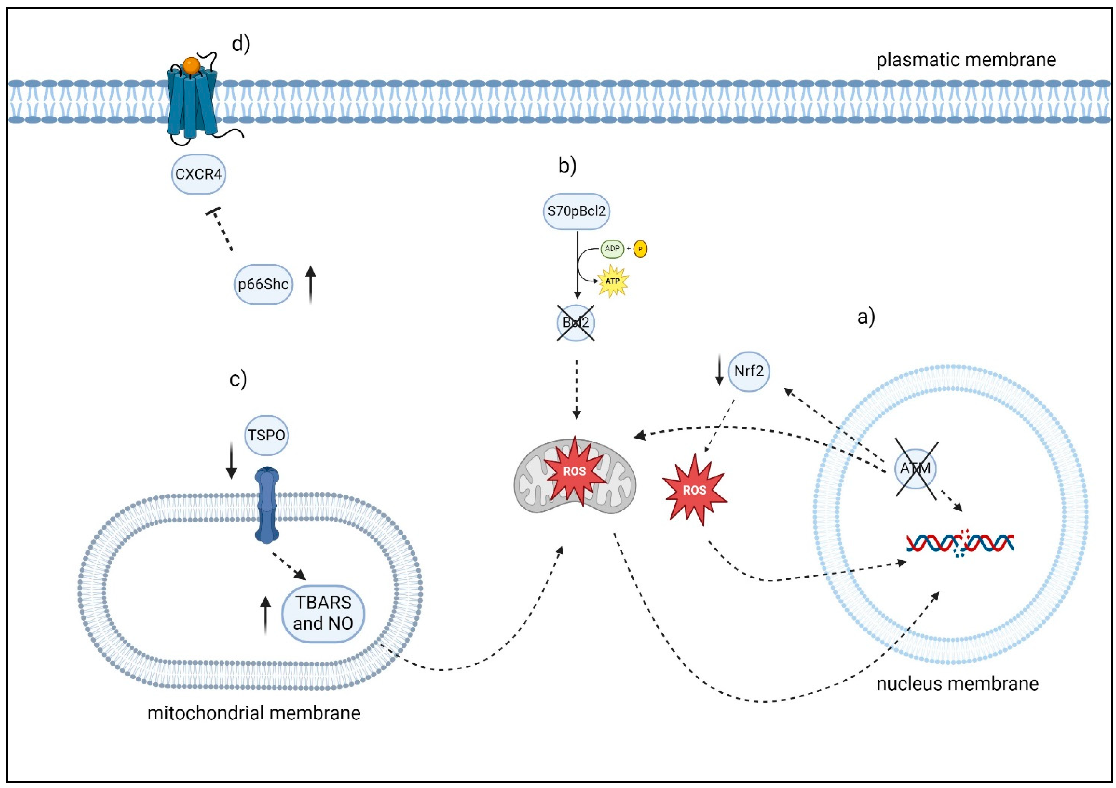 Antioxidants 13 00475 g004