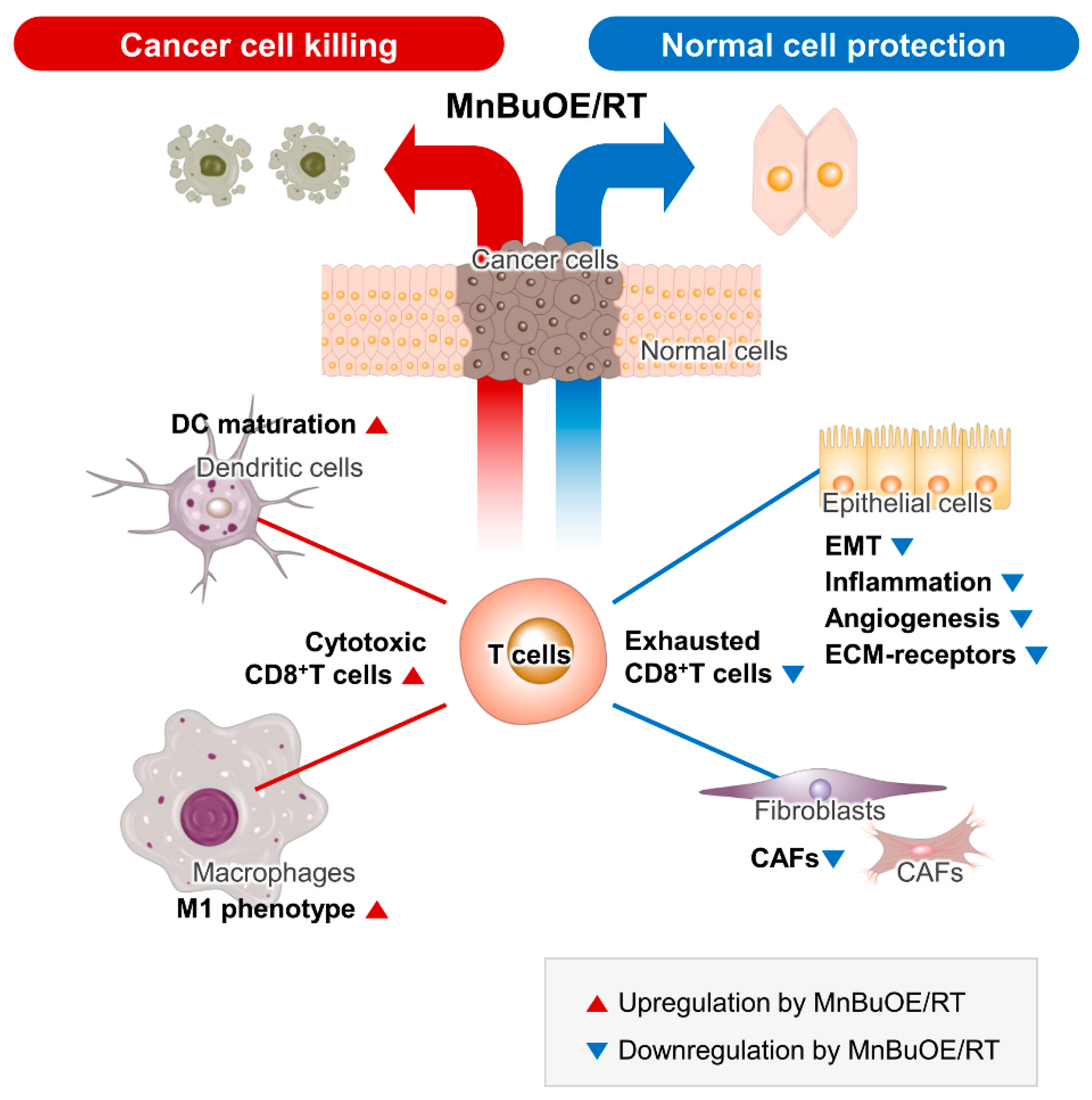 Antioxidants 13 00477 g008