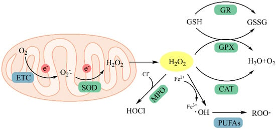 Antioxidants | Free Full-Text | Advances in Research on the 