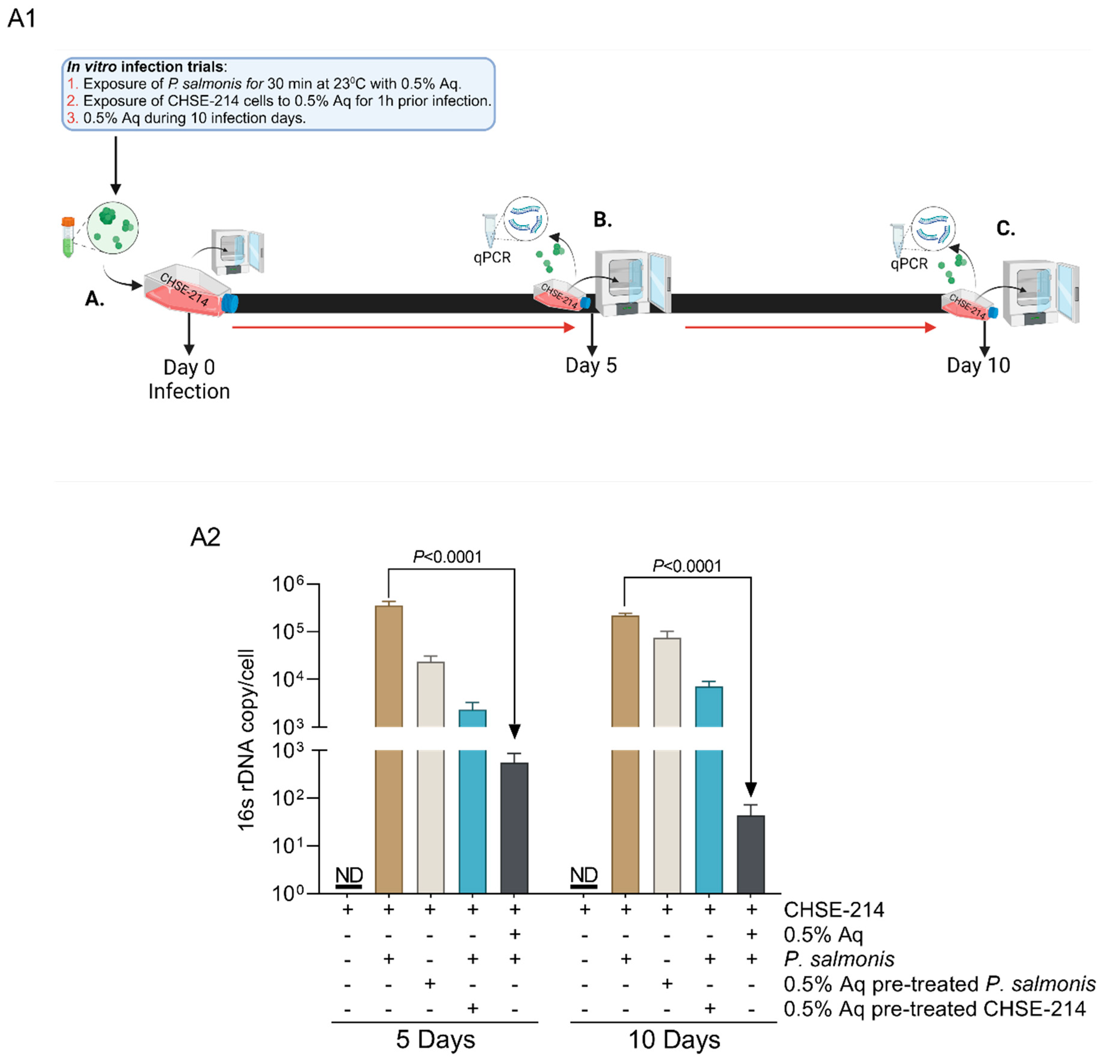 Antioxidants 13 00542 g002