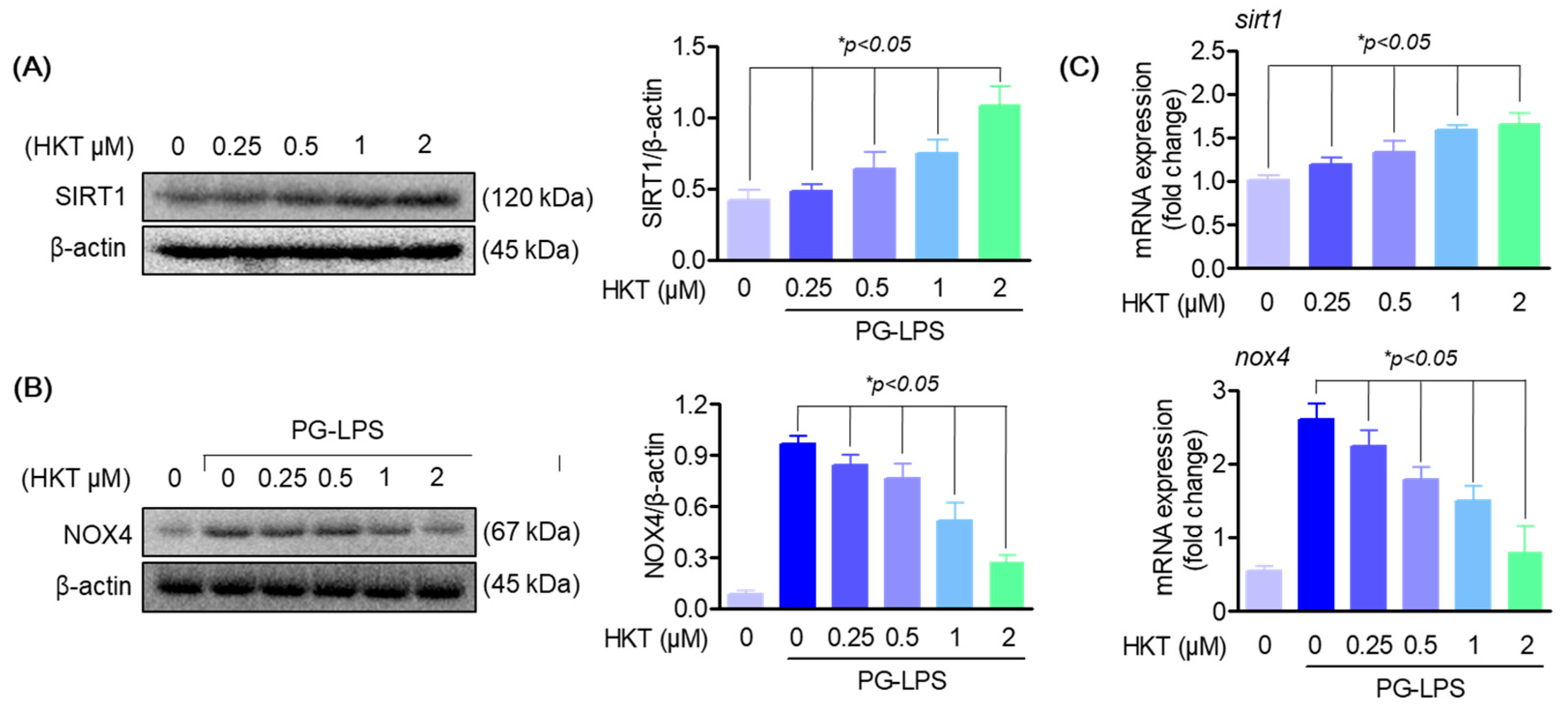 Antioxidants 13 00550 g005
