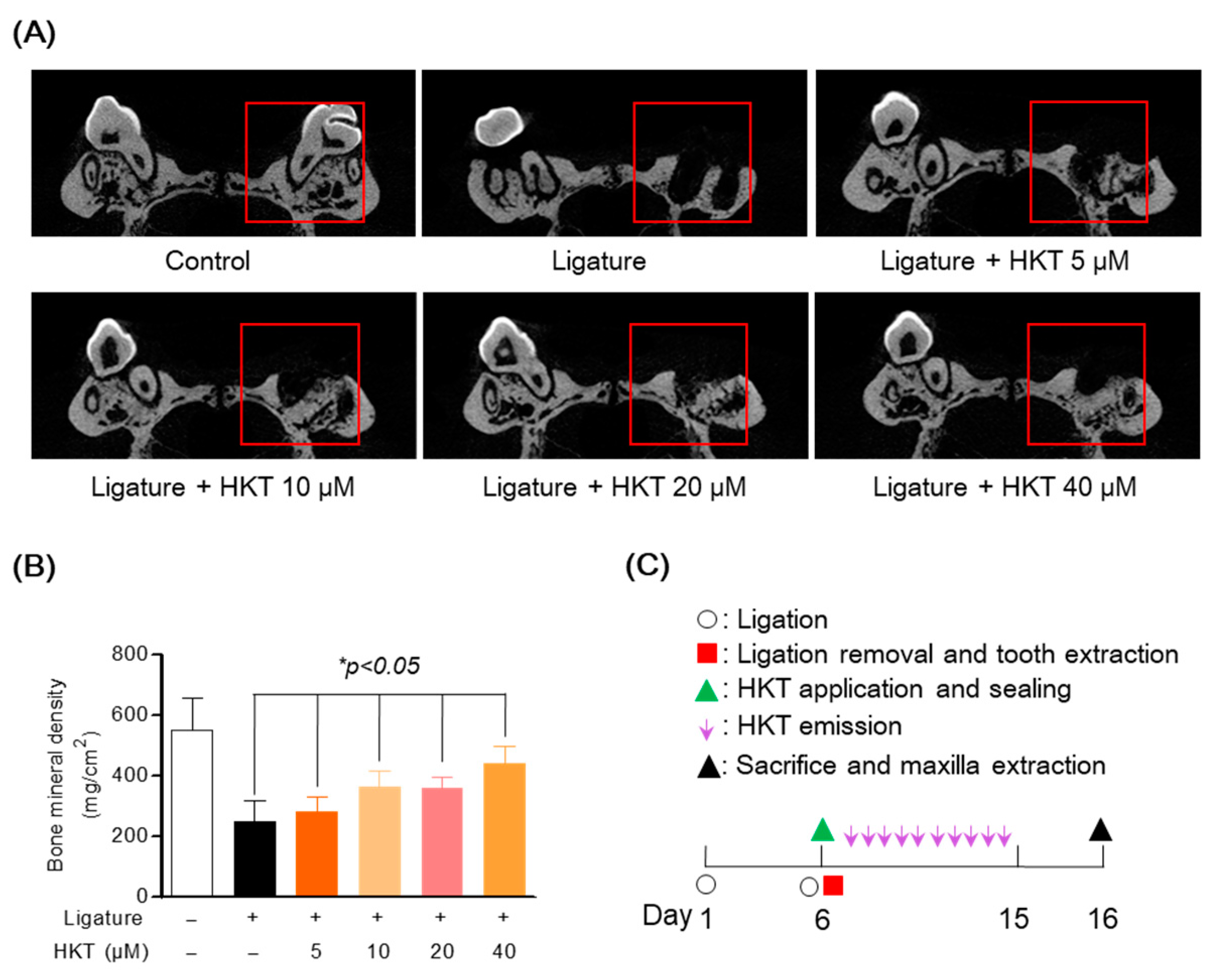 Antioxidants 13 00550 g008