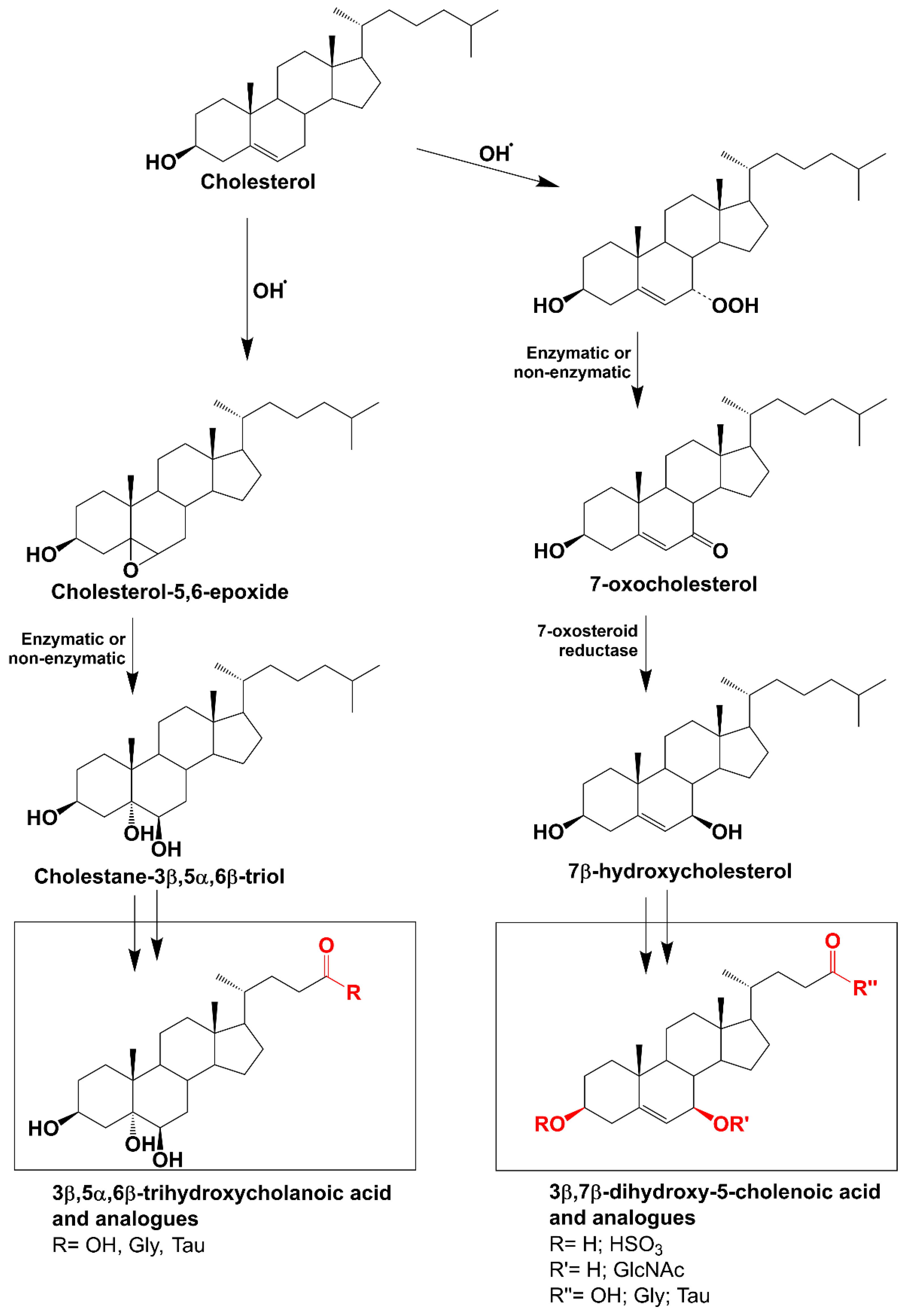 Antioxidants 13 00561 g001