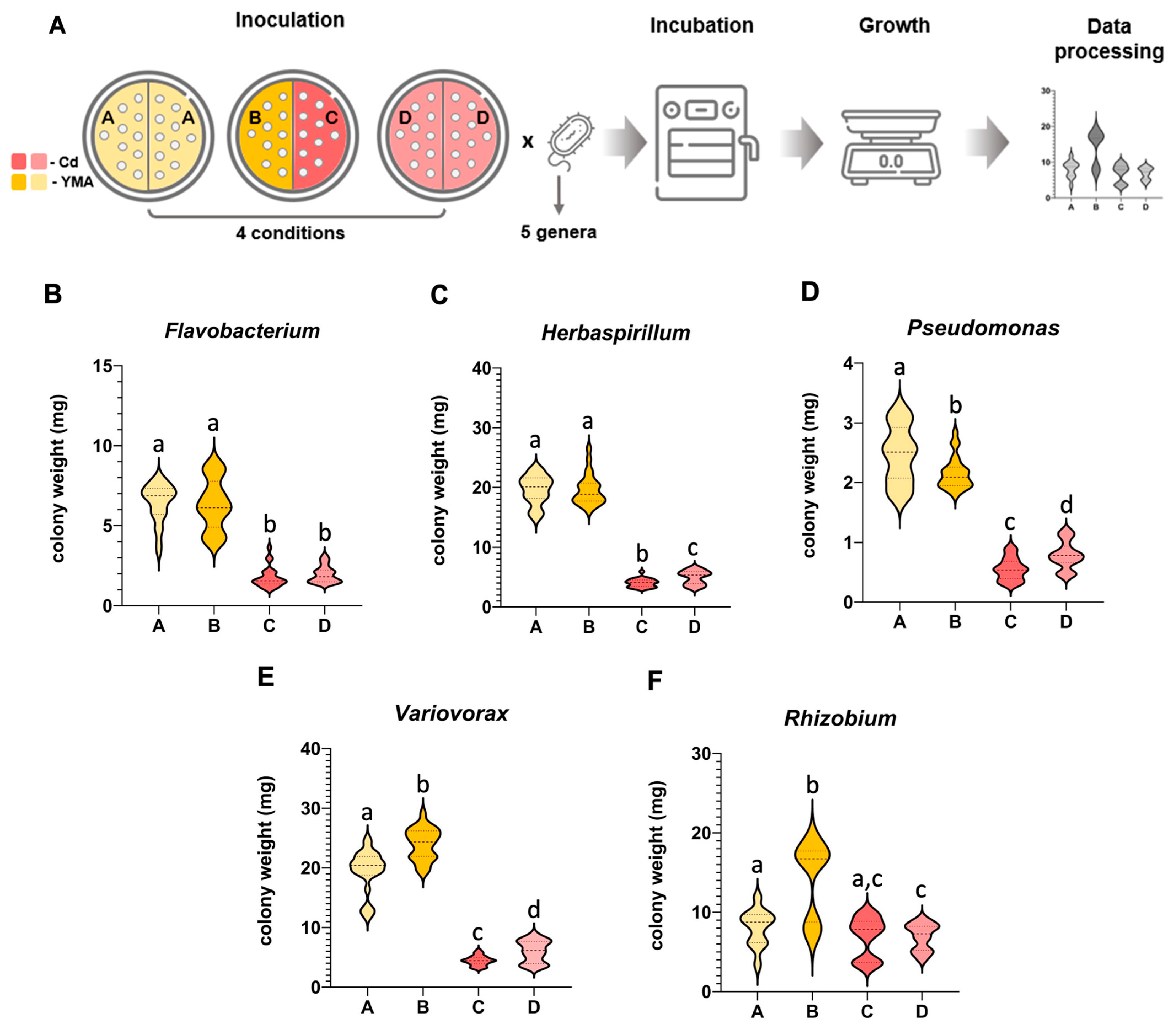 Antioxidants 13 00565 g001