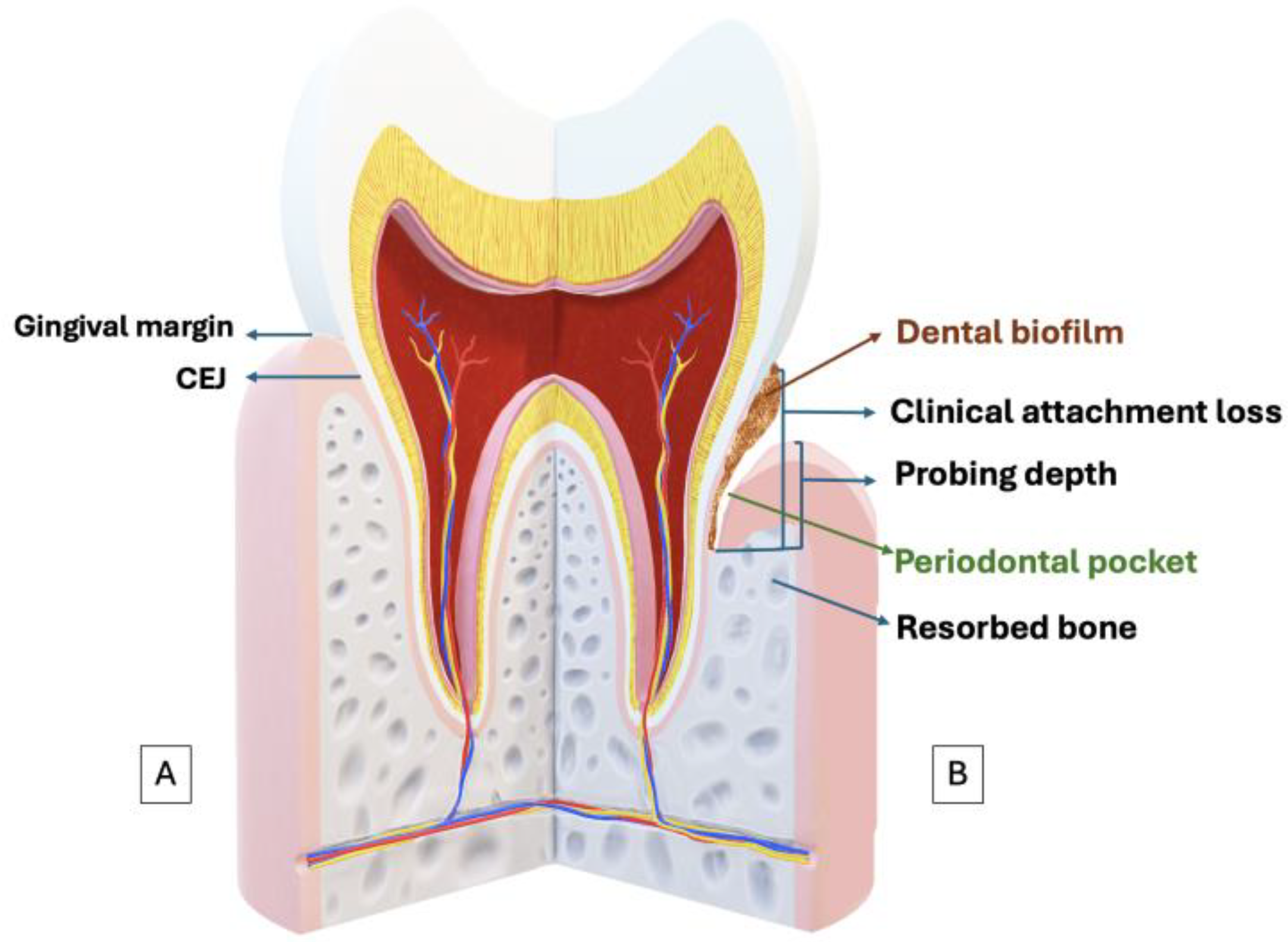 Antioxidants 13 00566 g001 Antioxidants 13 00566 g001