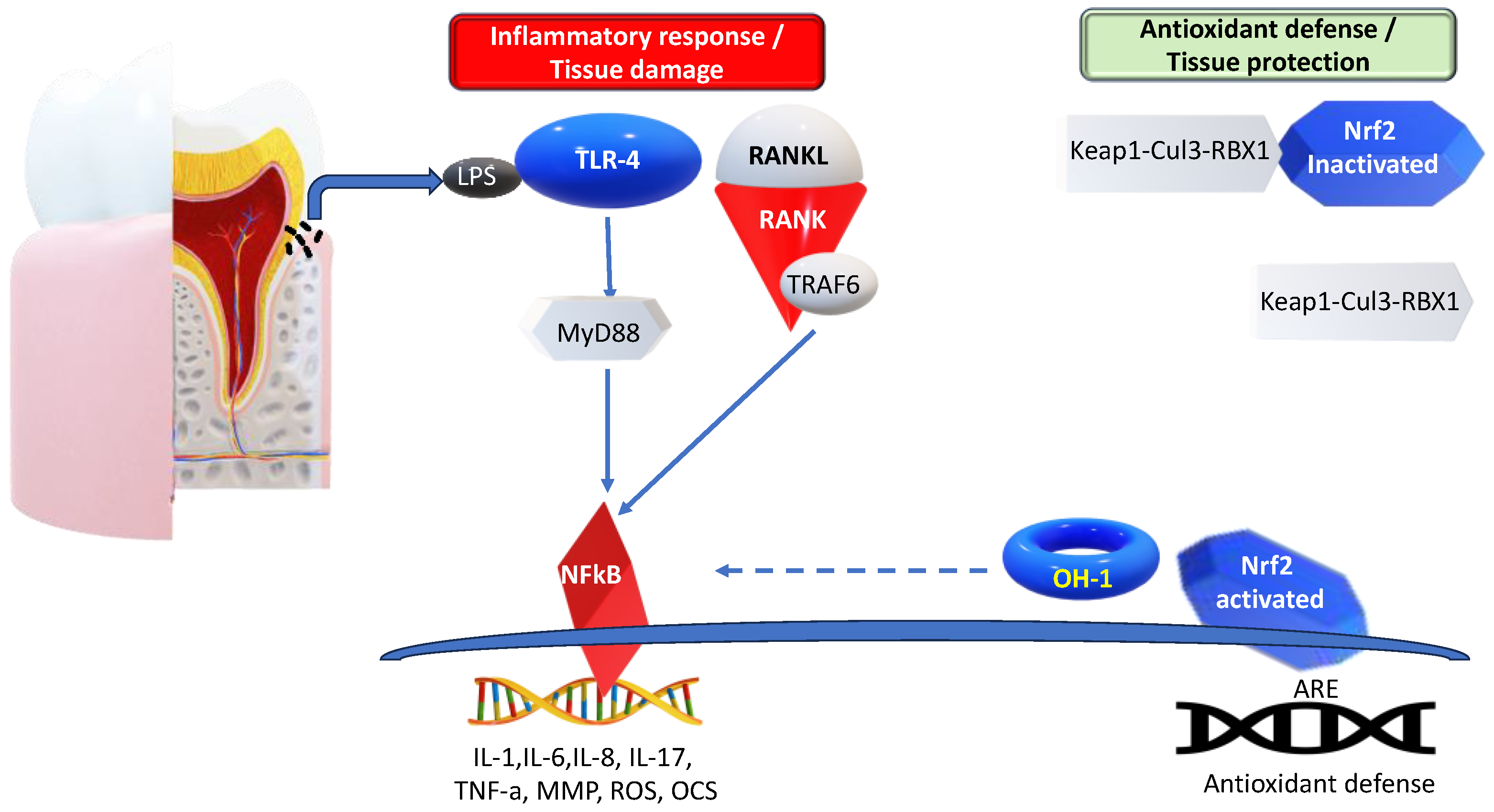 Antioxidants 13 00566 g003 Antioxidants 13 00566 g003