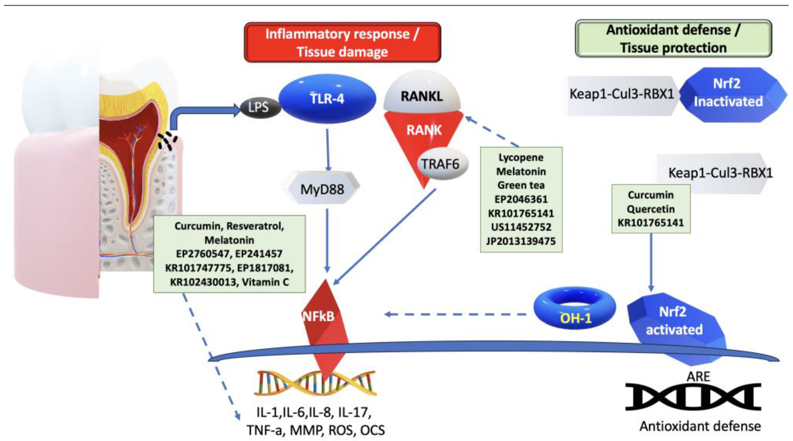 Antioxidants 13 00566 g010 Antioxidants 13 00566 g010