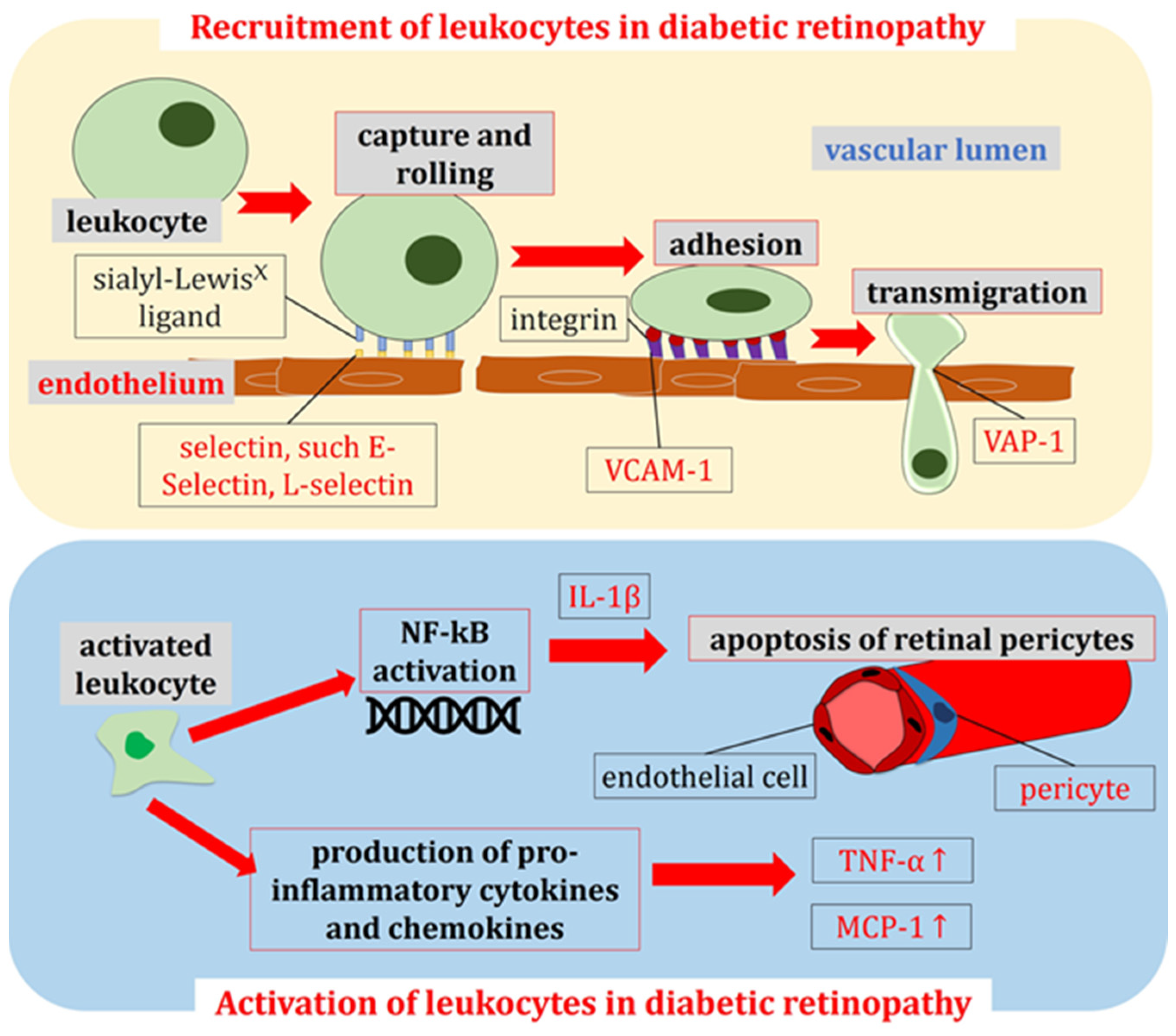 Antioxidants 13 00594 g003