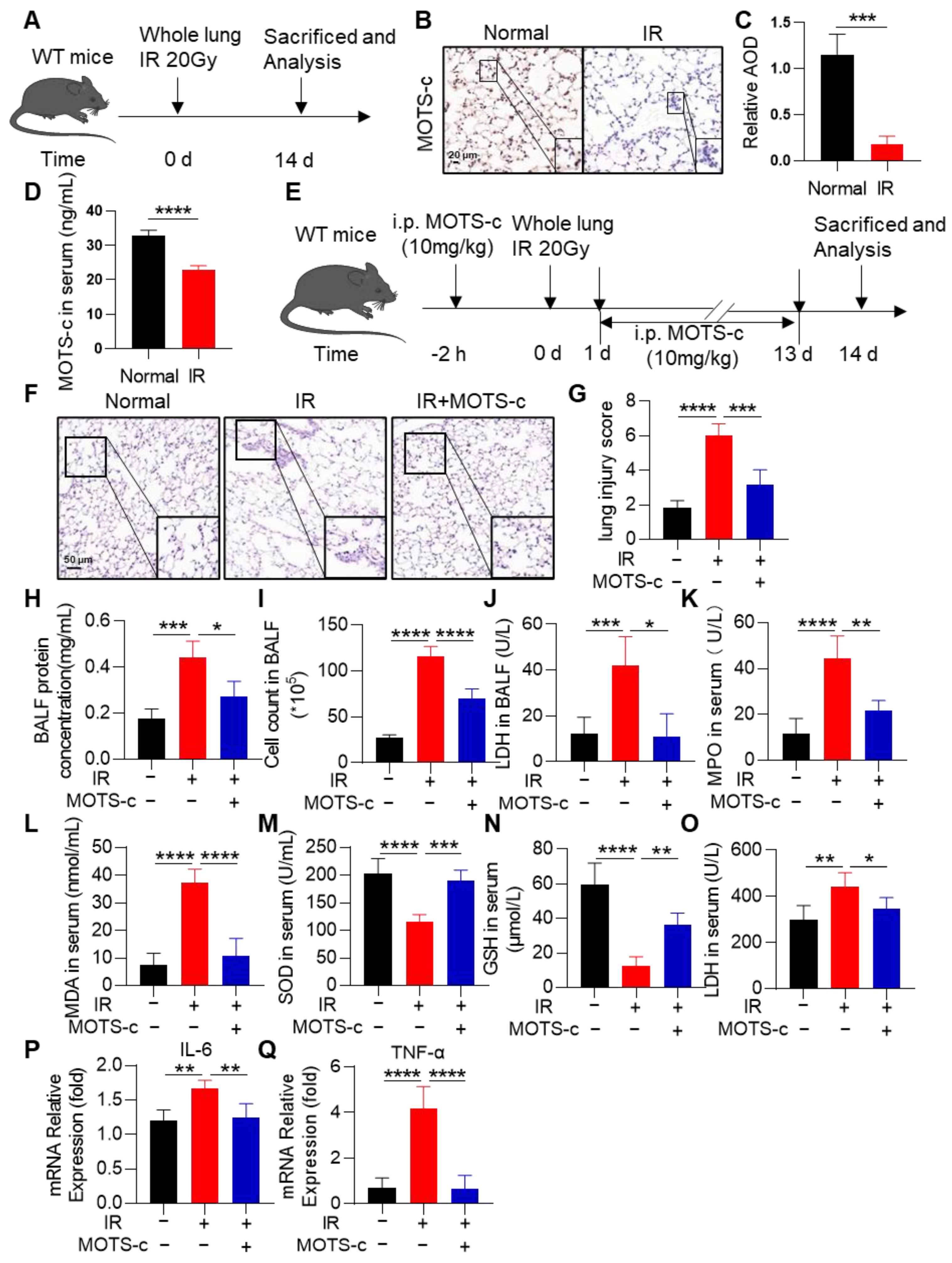 Antioxidants 13 00613 g001
