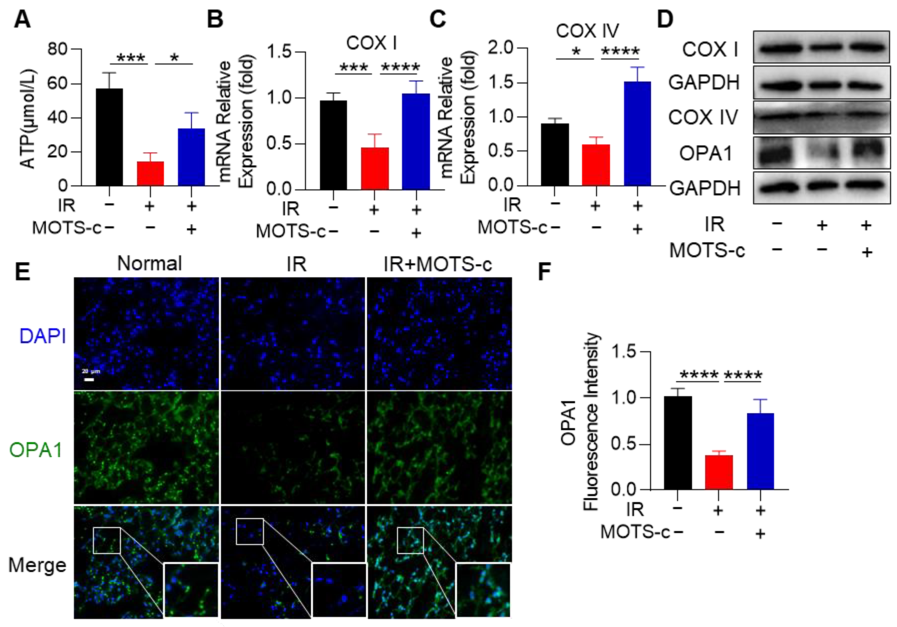 Antioxidants 13 00613 g006