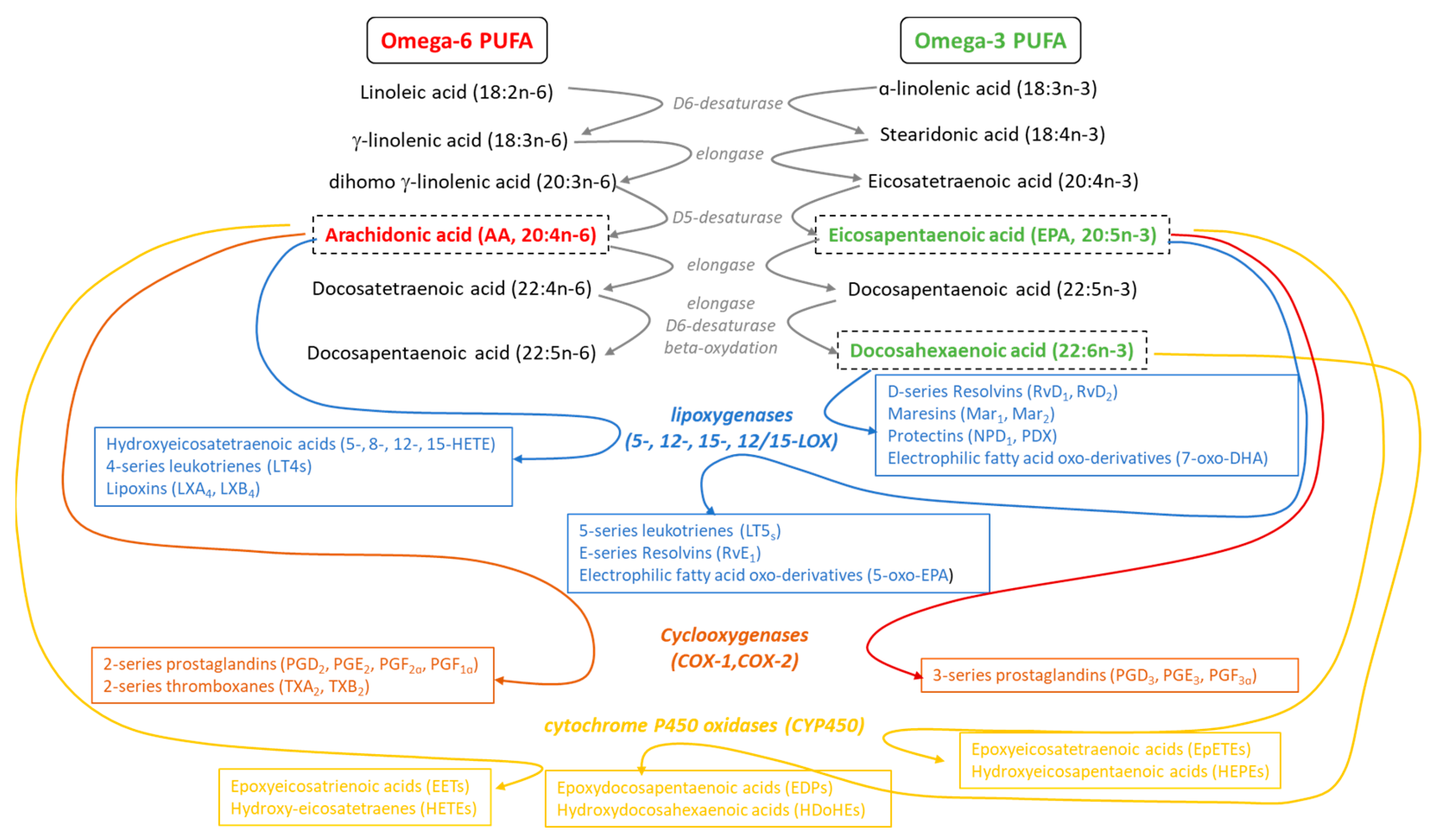 Antioxidants 13 00634 g001 Antioxidants 13 00634 g001