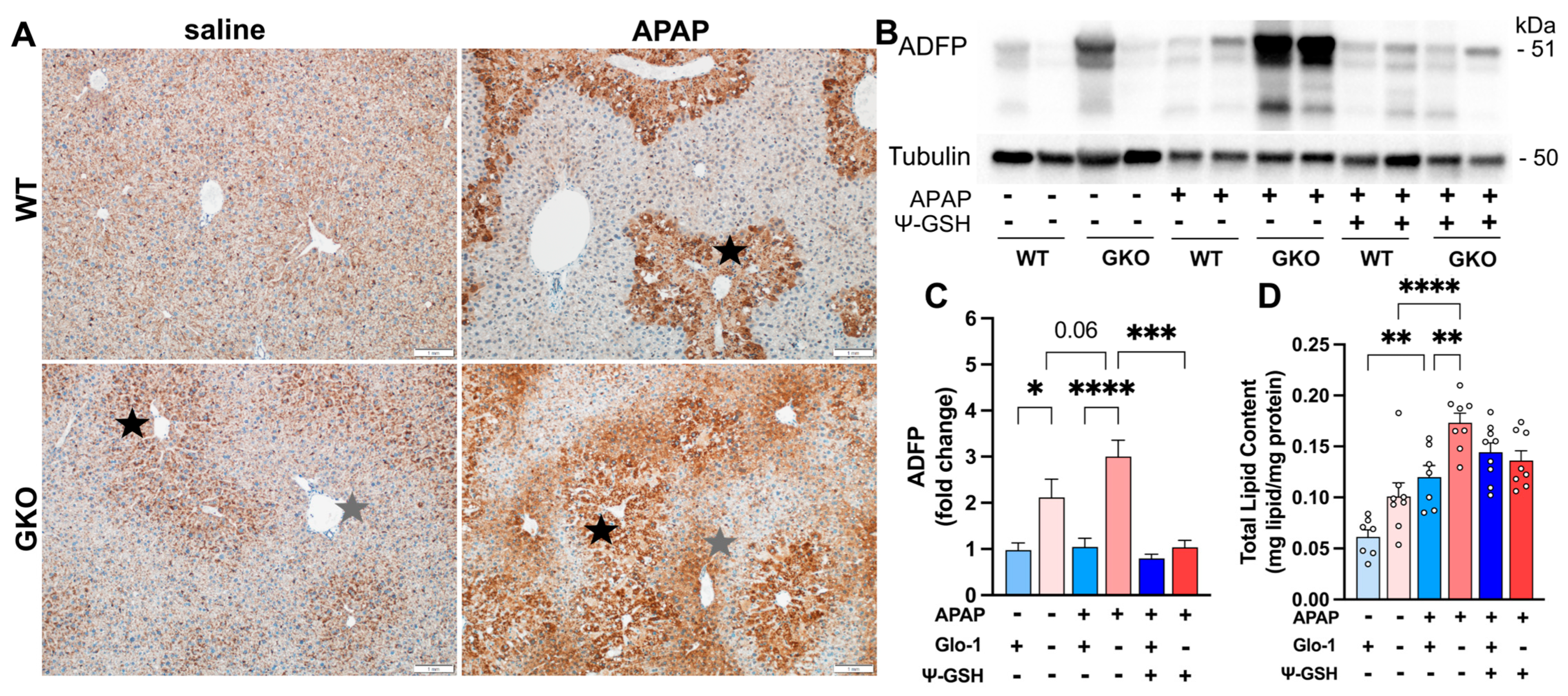 Antioxidants 13 00648 g003
