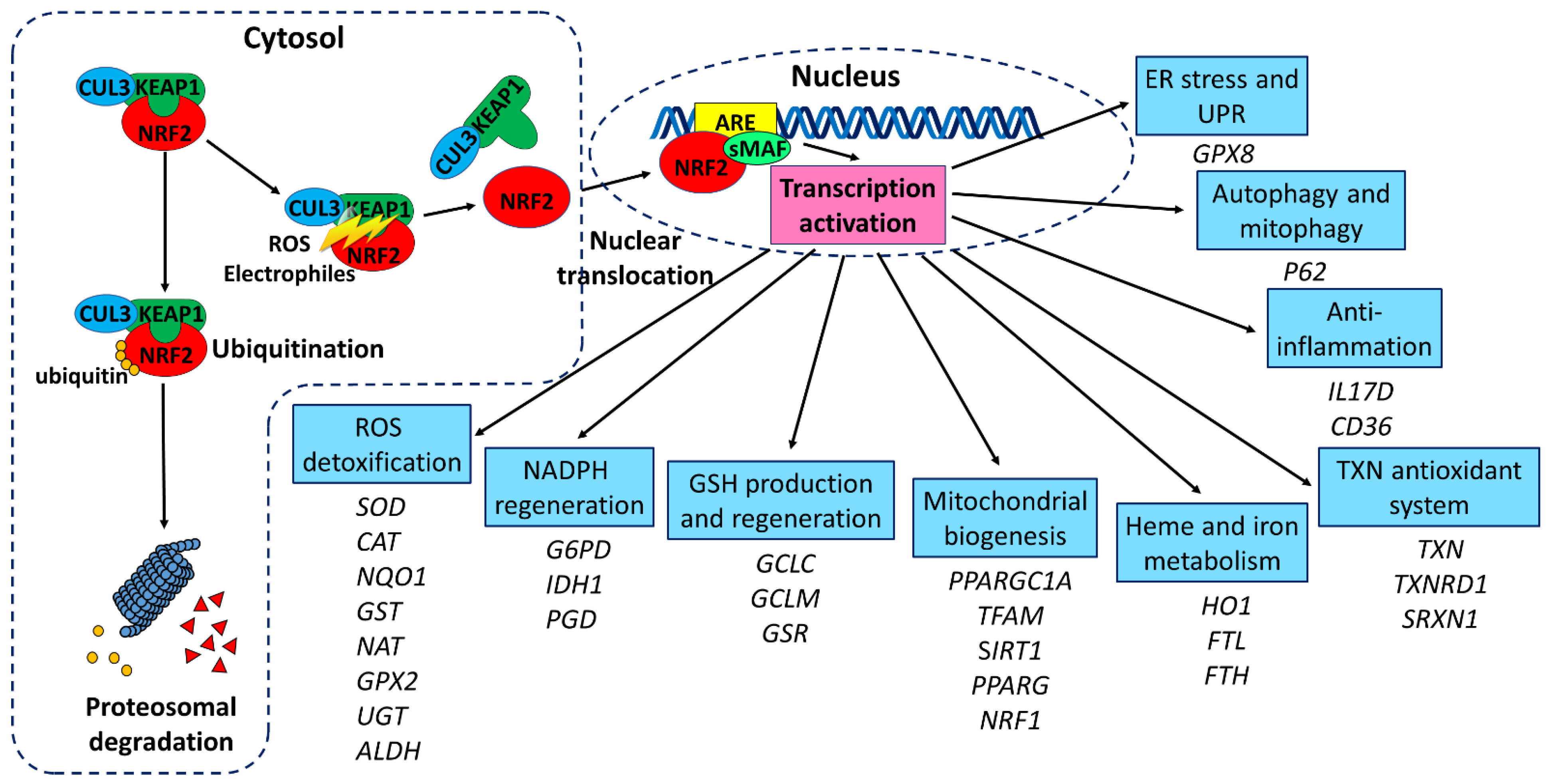 Antioxidants | Free Full-Text | The Role of NRF2 in Trinucleotide Repeat  Expansion Disorders