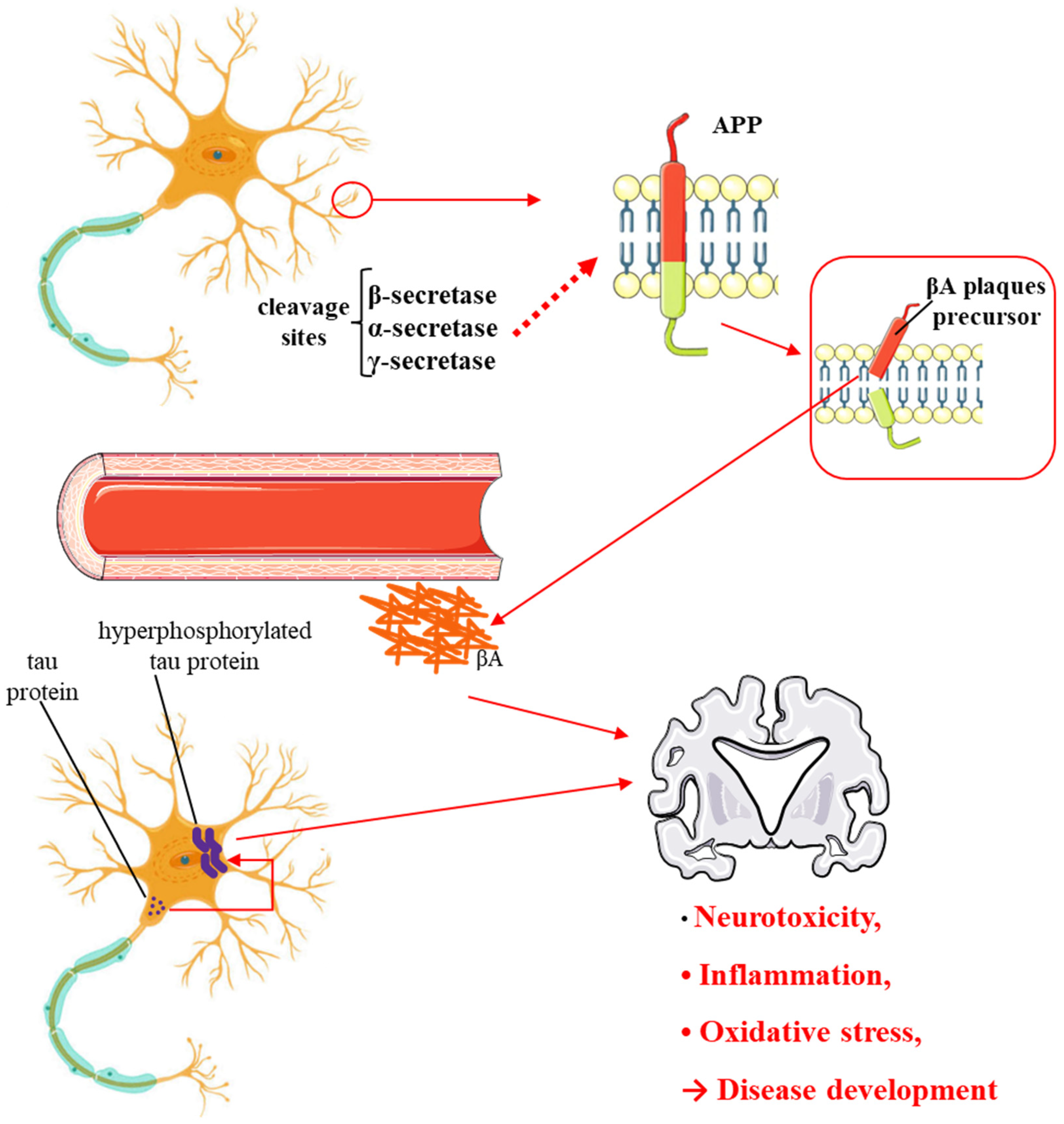 Antioxidants 13 00651 g001
