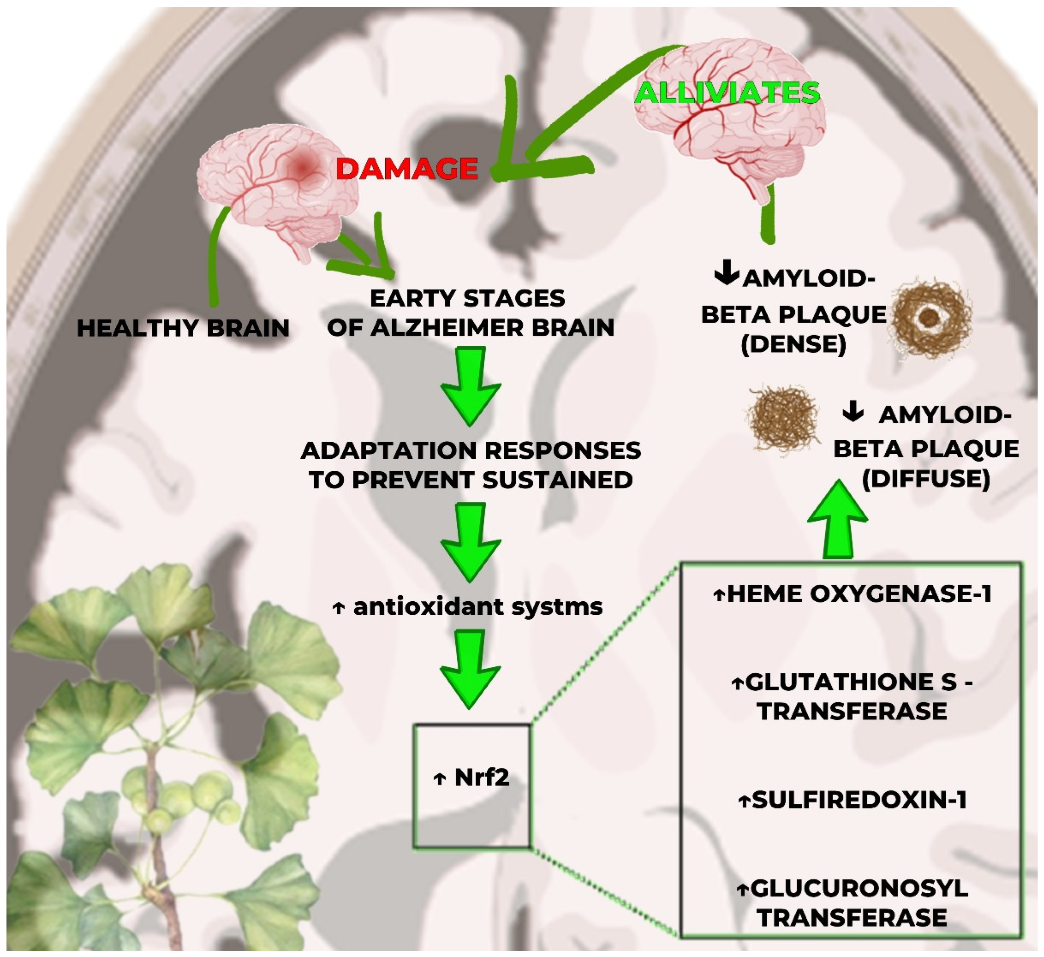 Antioxidants 13 00651 g004