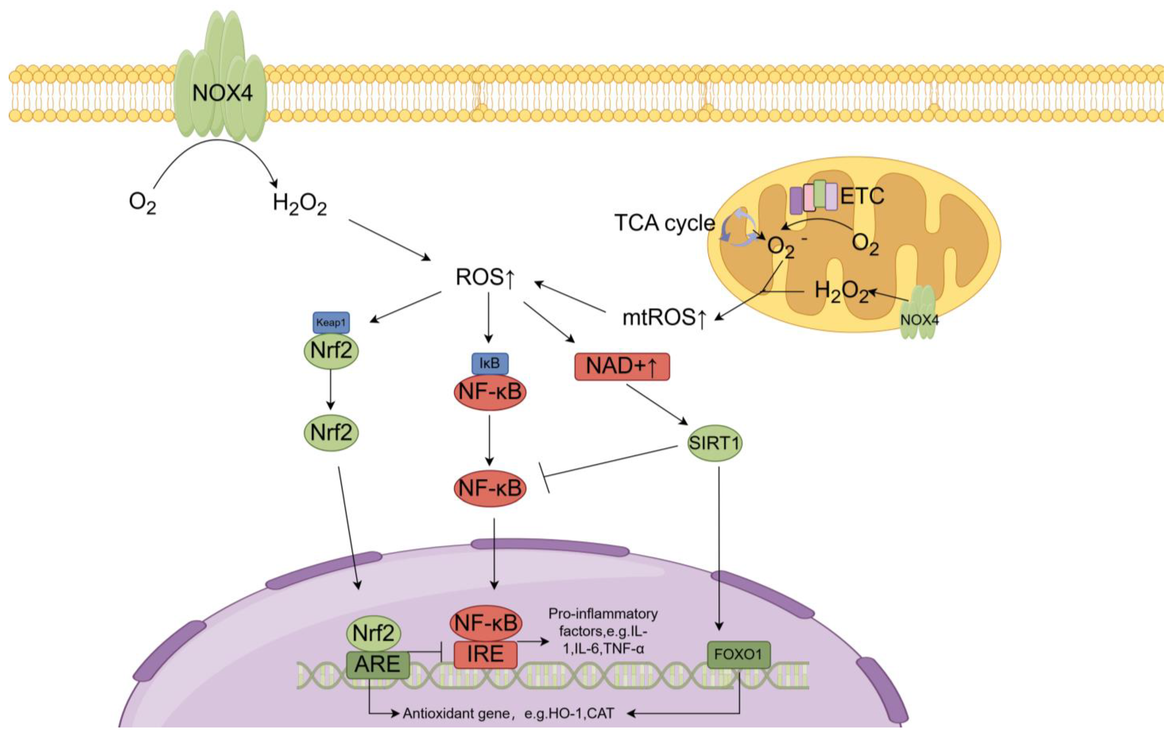 Antioxidants 13 00659 g002