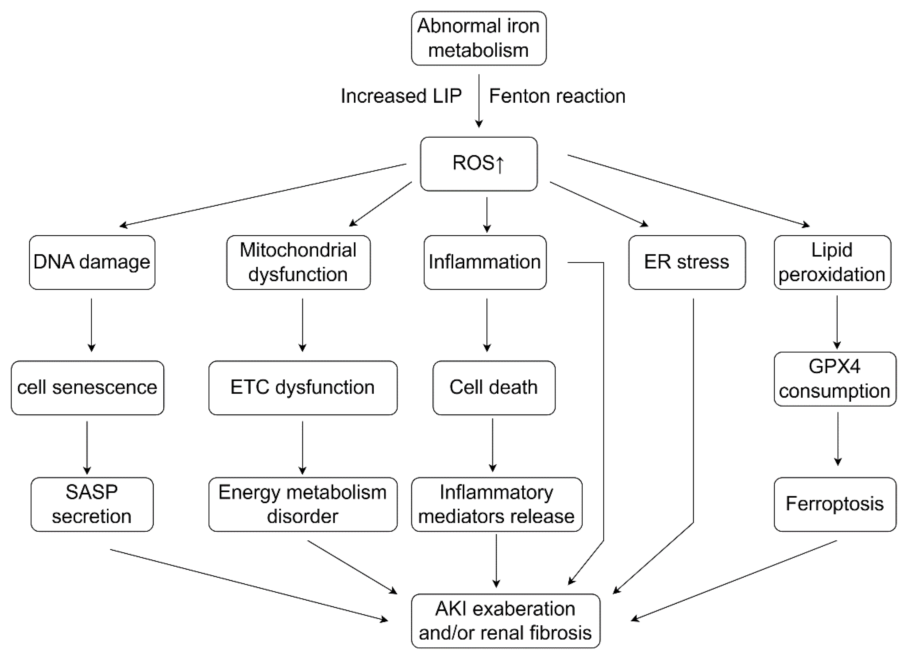 Antioxidants 13 00659 g003
