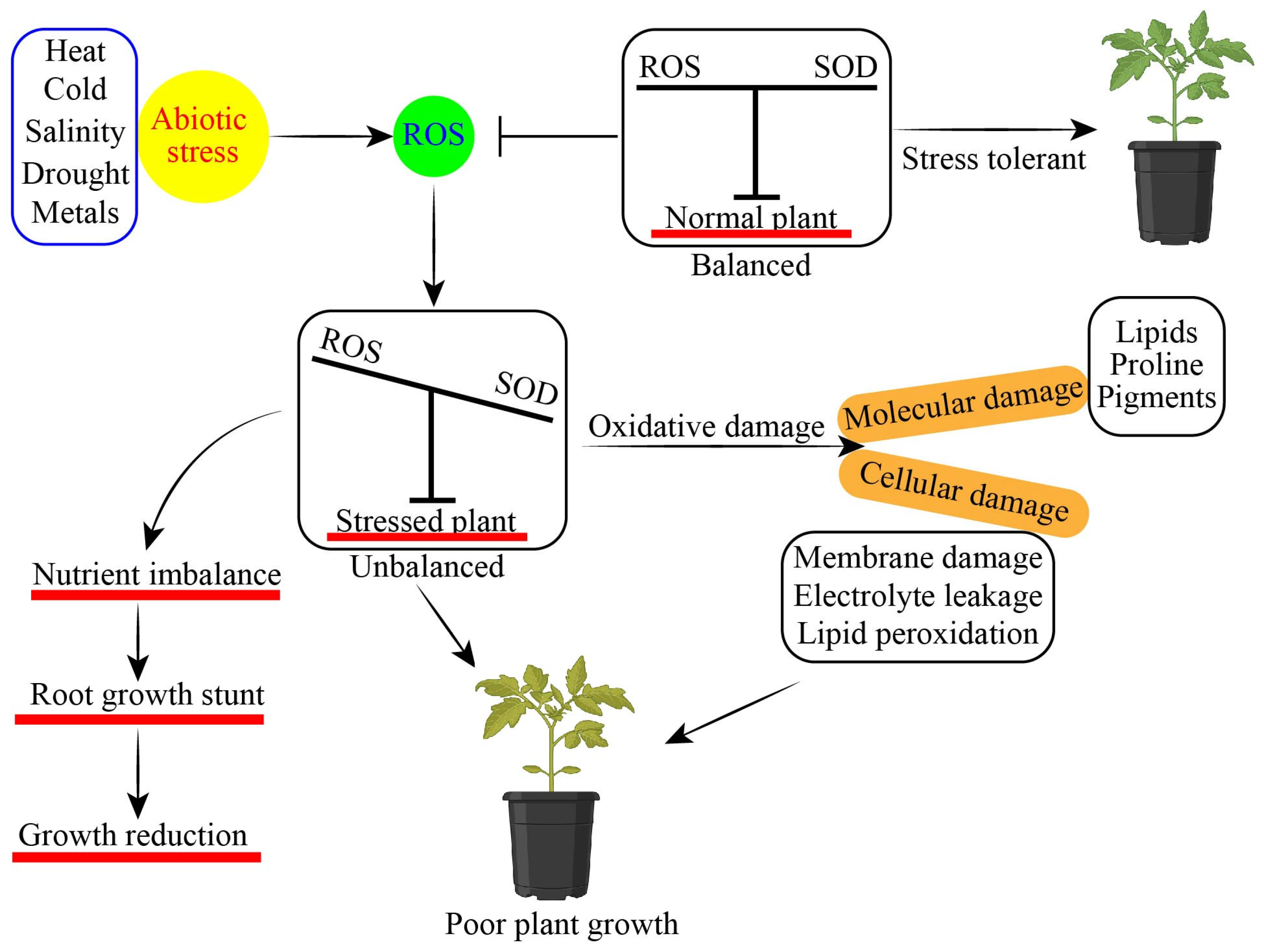 Antioxidants 13 00663 g001