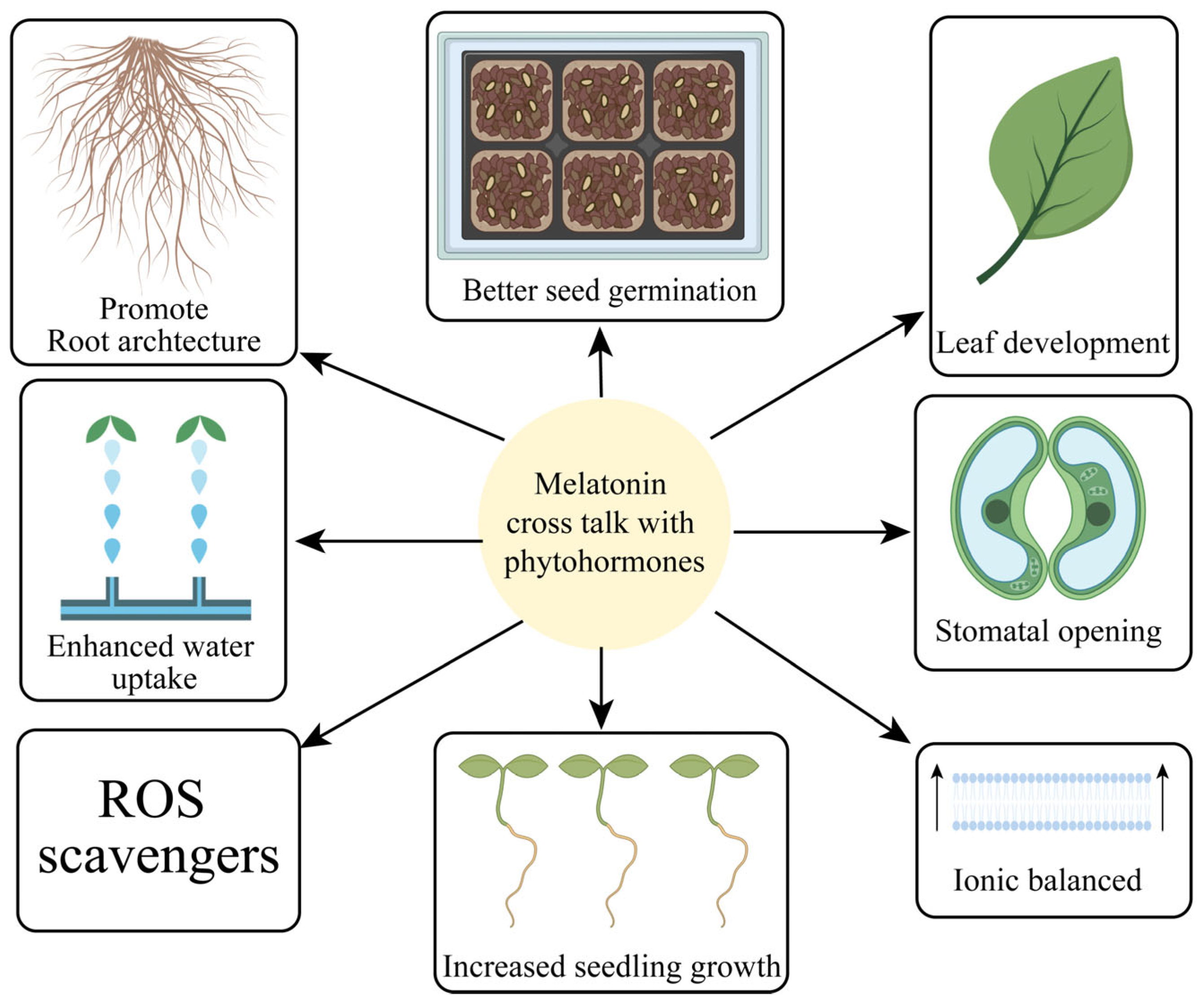 Antioxidants 13 00663 g004