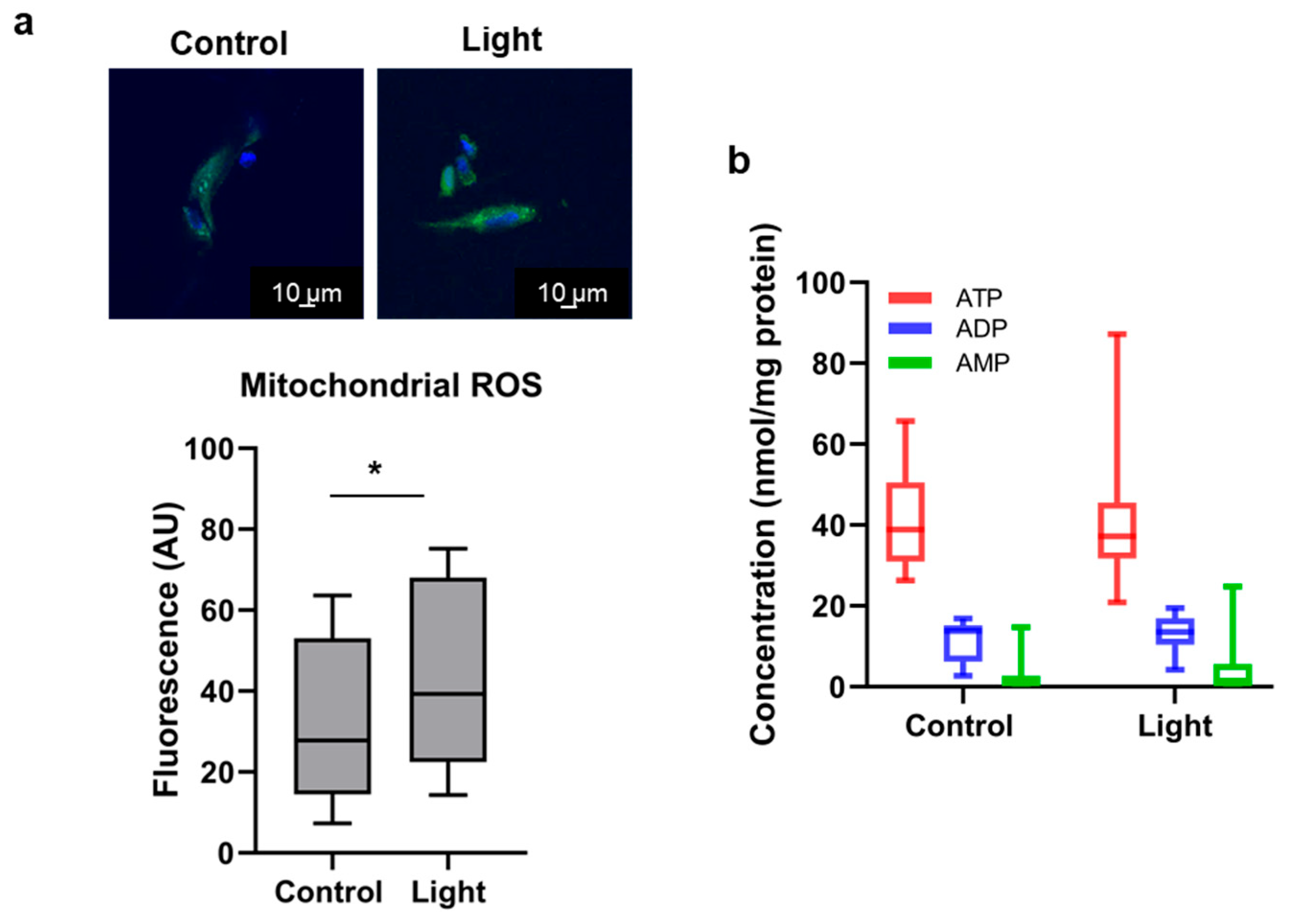 Antioxidants 13 00668 g004