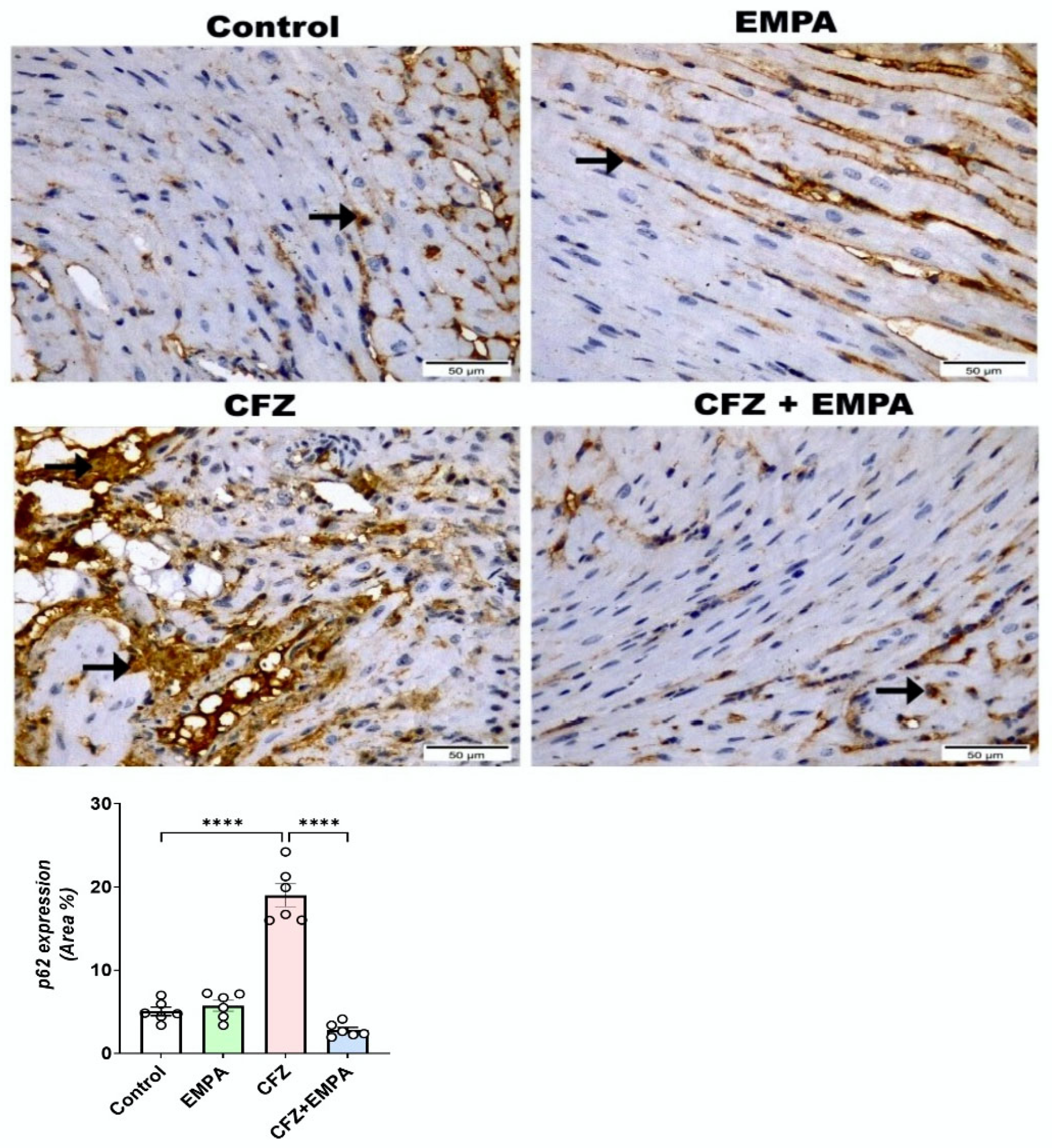 Antioxidants 13 00671 g007
