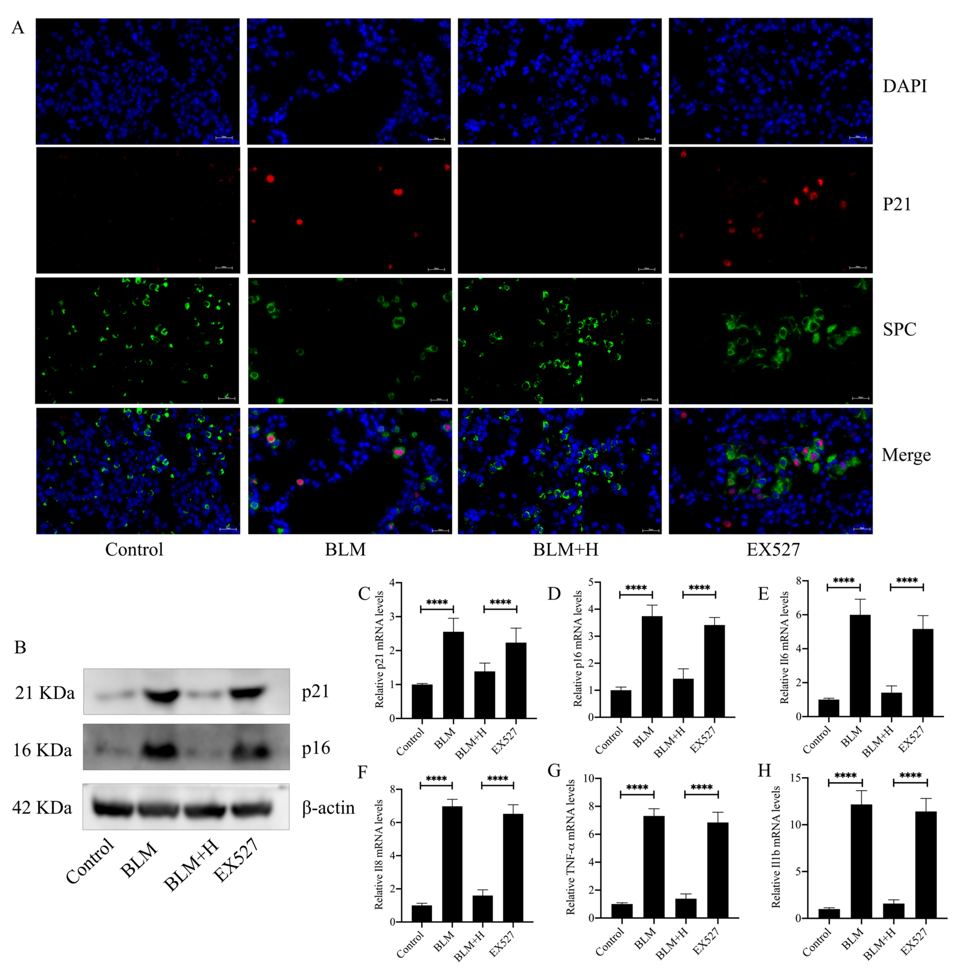 Antioxidants 13 00675 g008