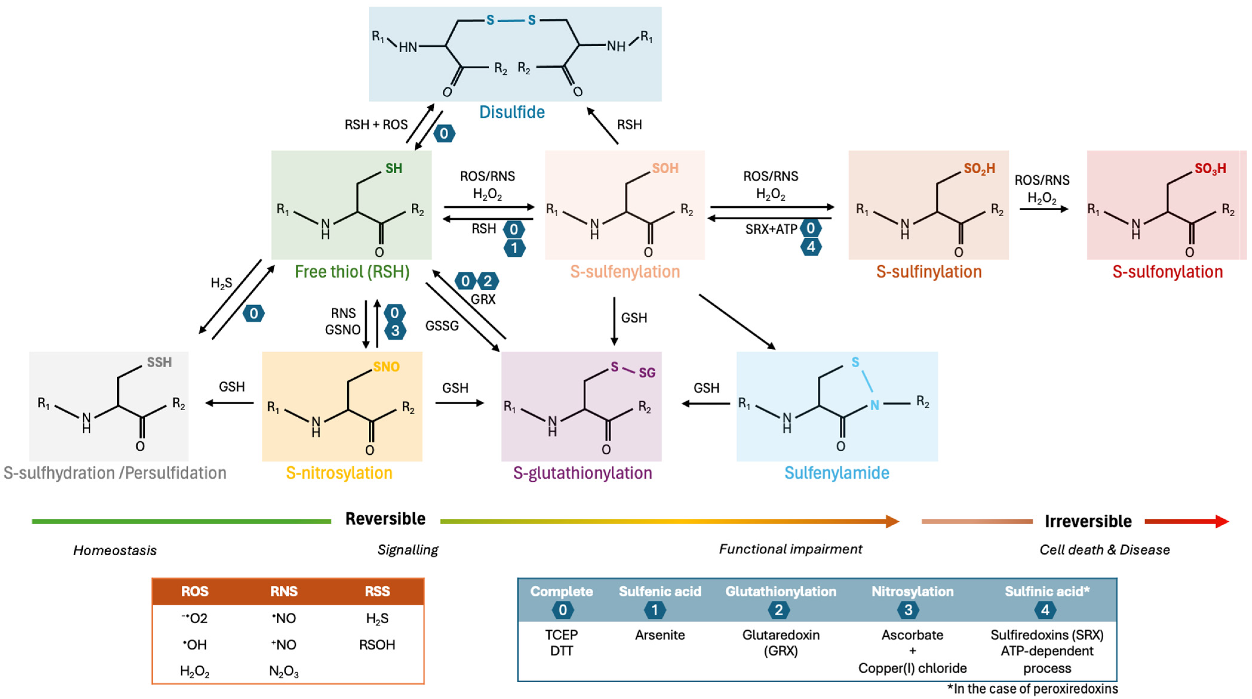 Antioxidants 13 00681 g001