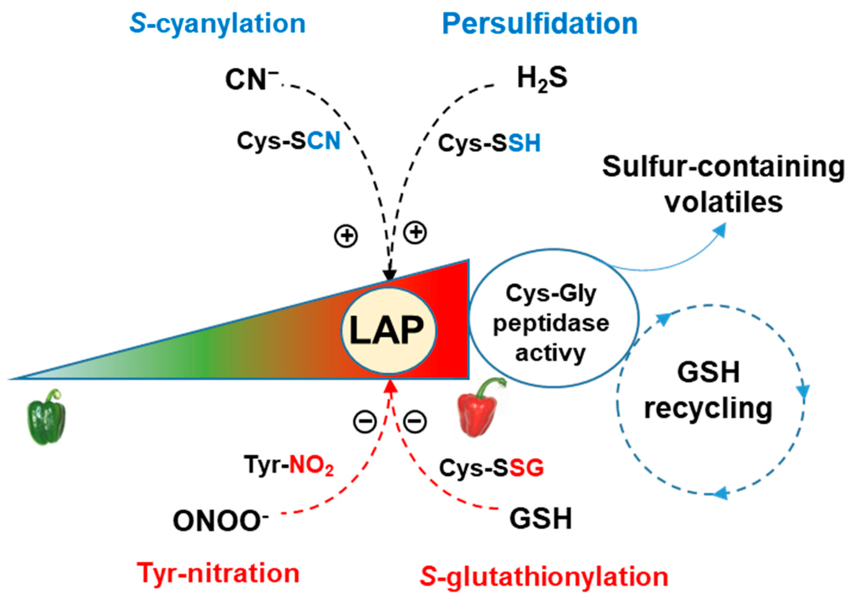 Antioxidants 13 00719 g007