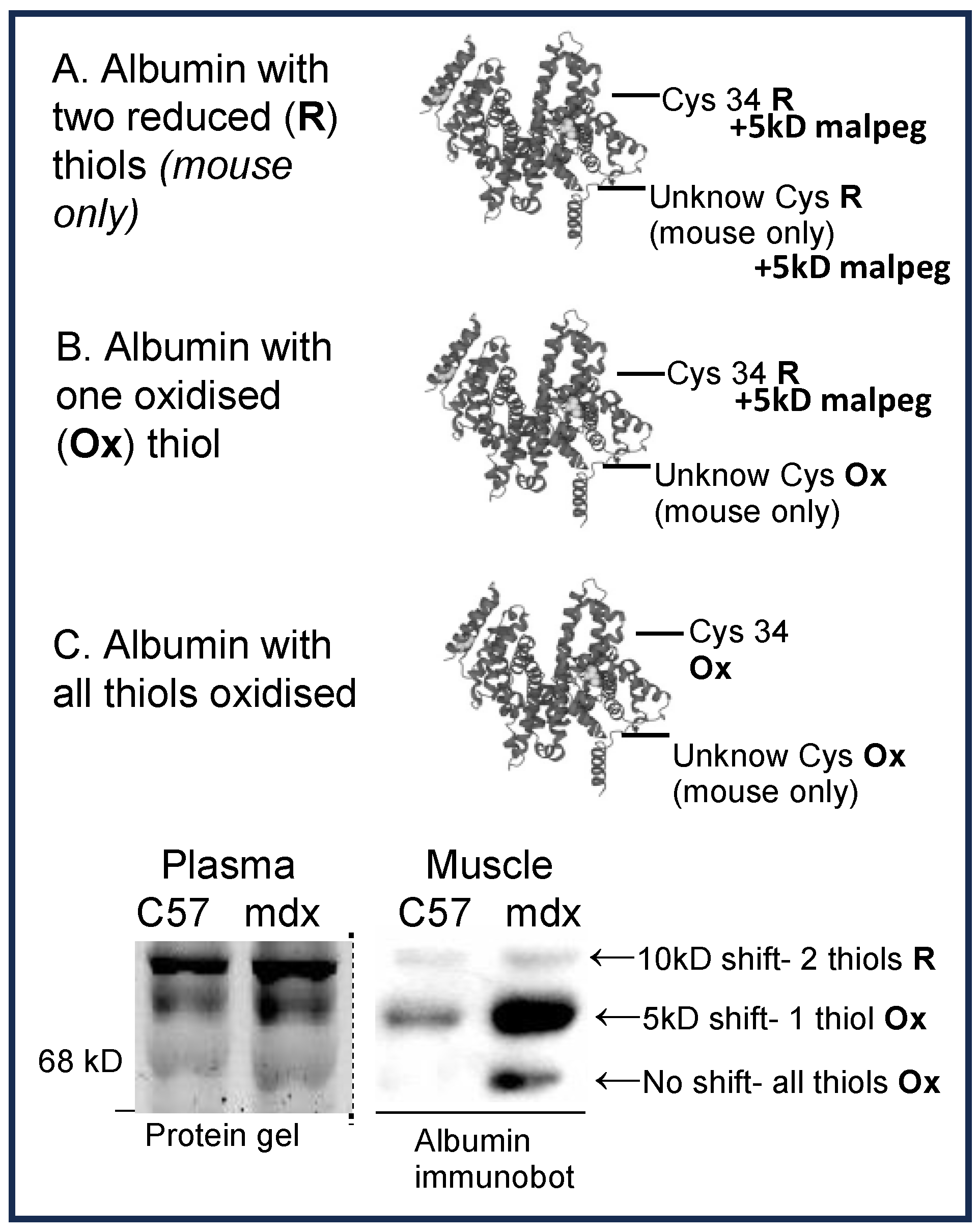 Antioxidants 13 00720 g001