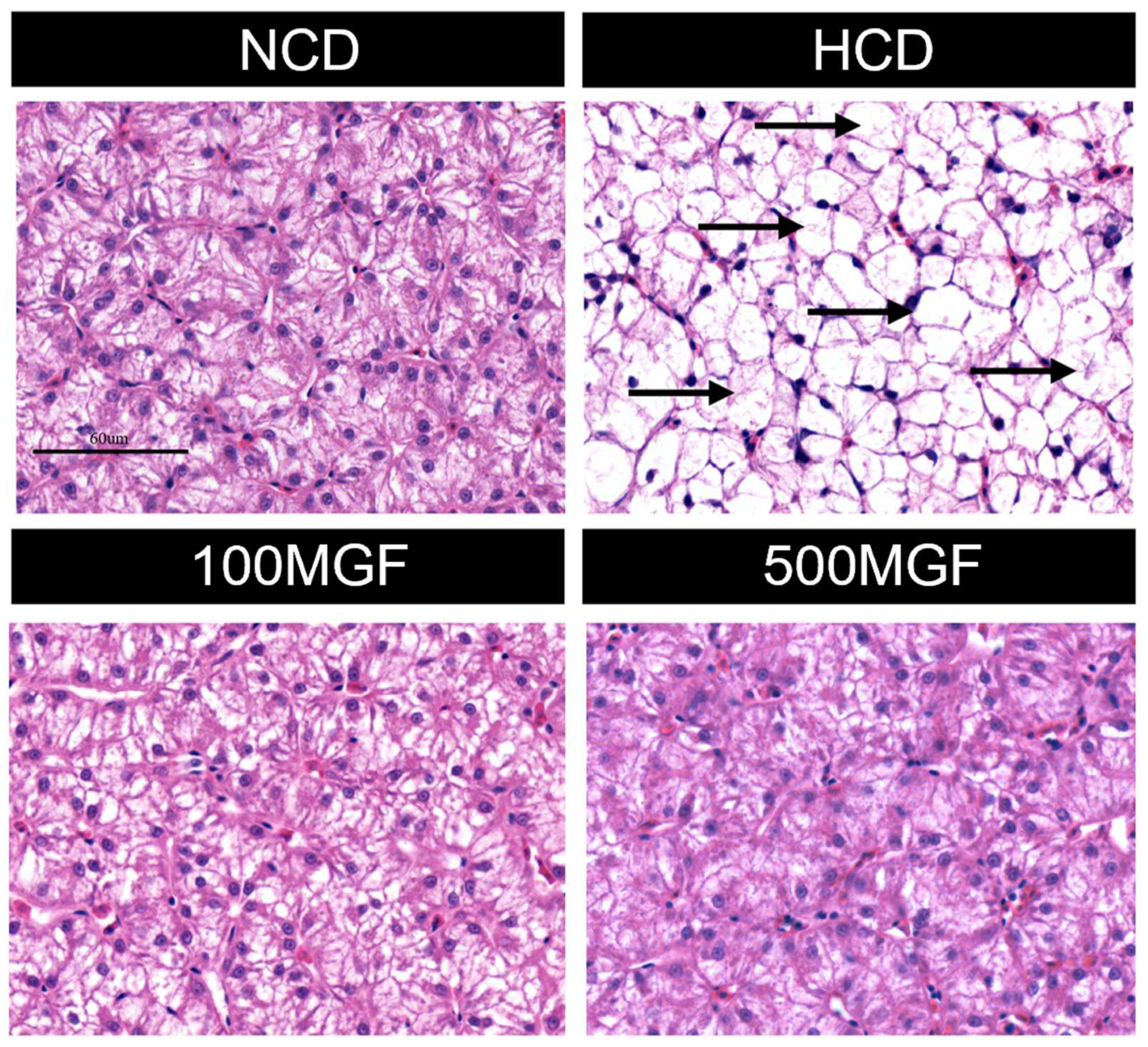 Antioxidants 13 00722 g003