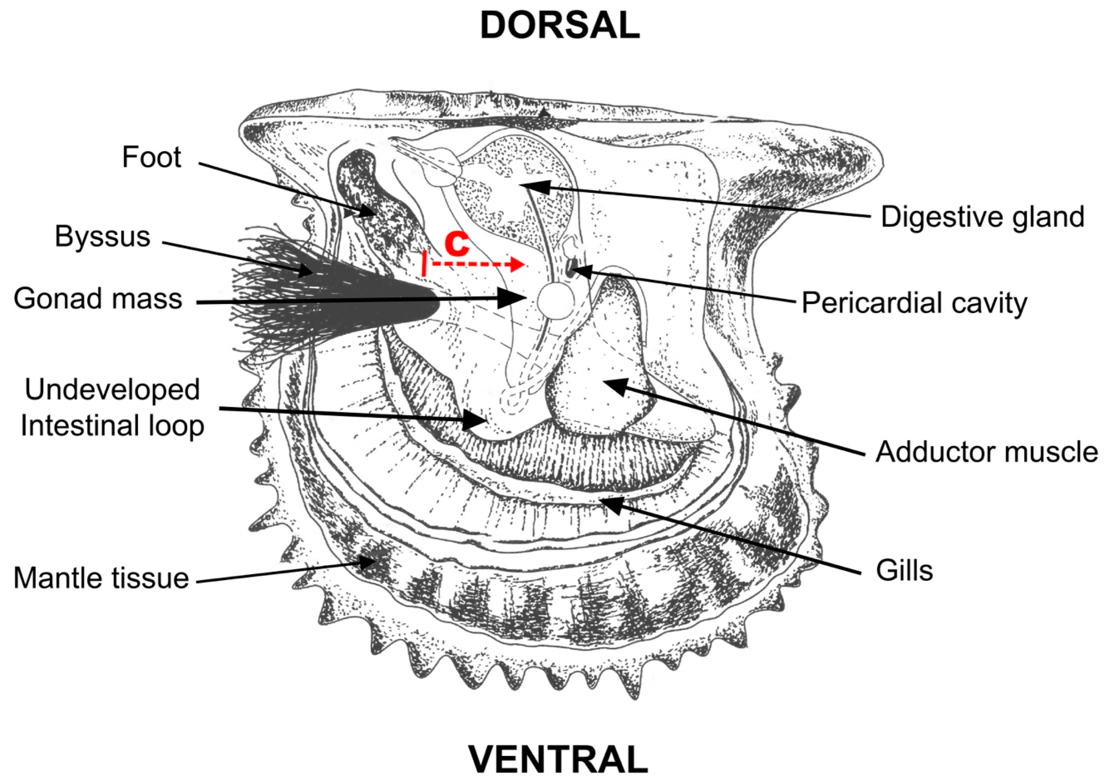 Antioxidants 13 00723 g001