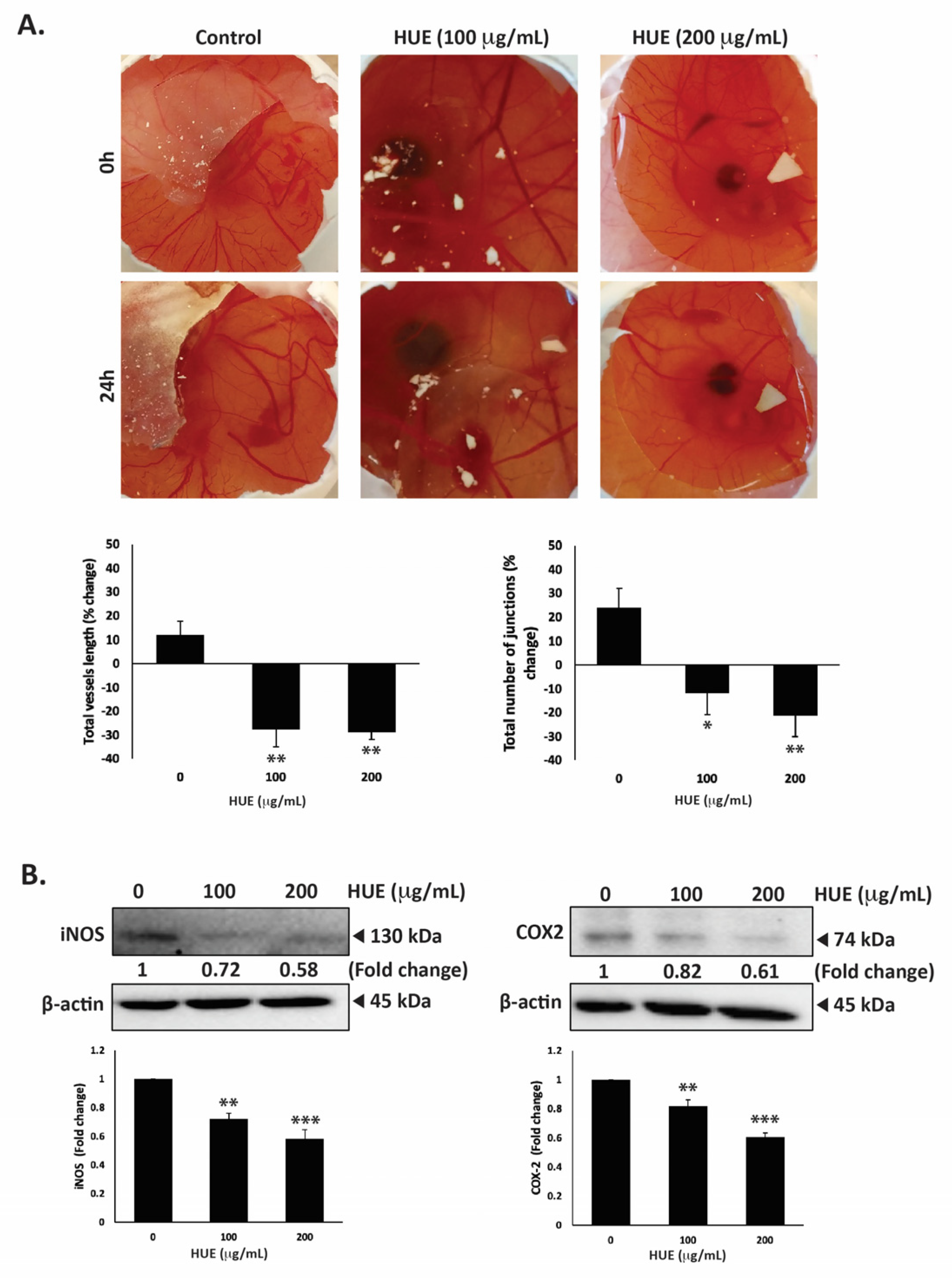 Antioxidants 13 00726 g010