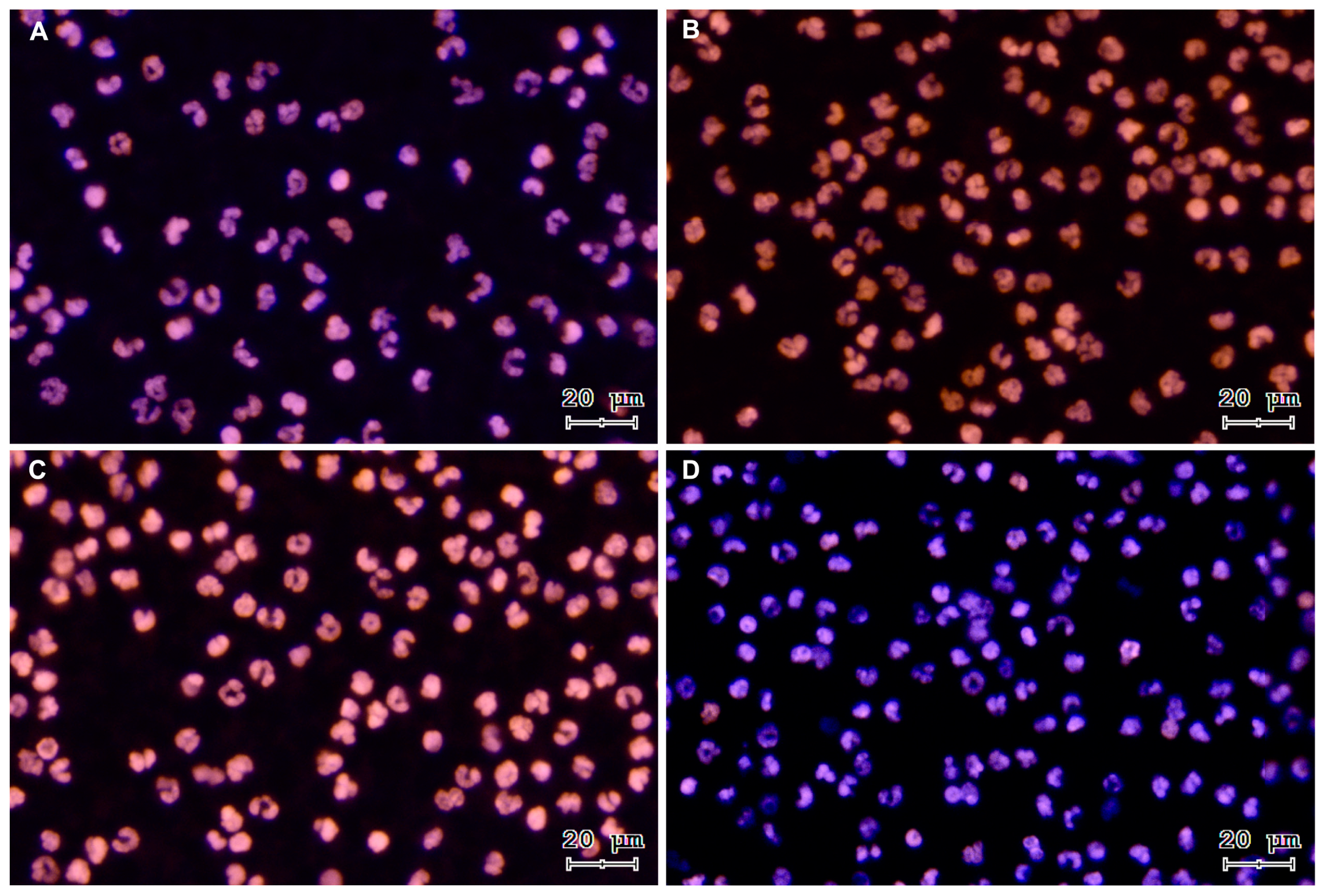 Antioxidants 13 00733 g002 Antioxidants 13 00733 g002