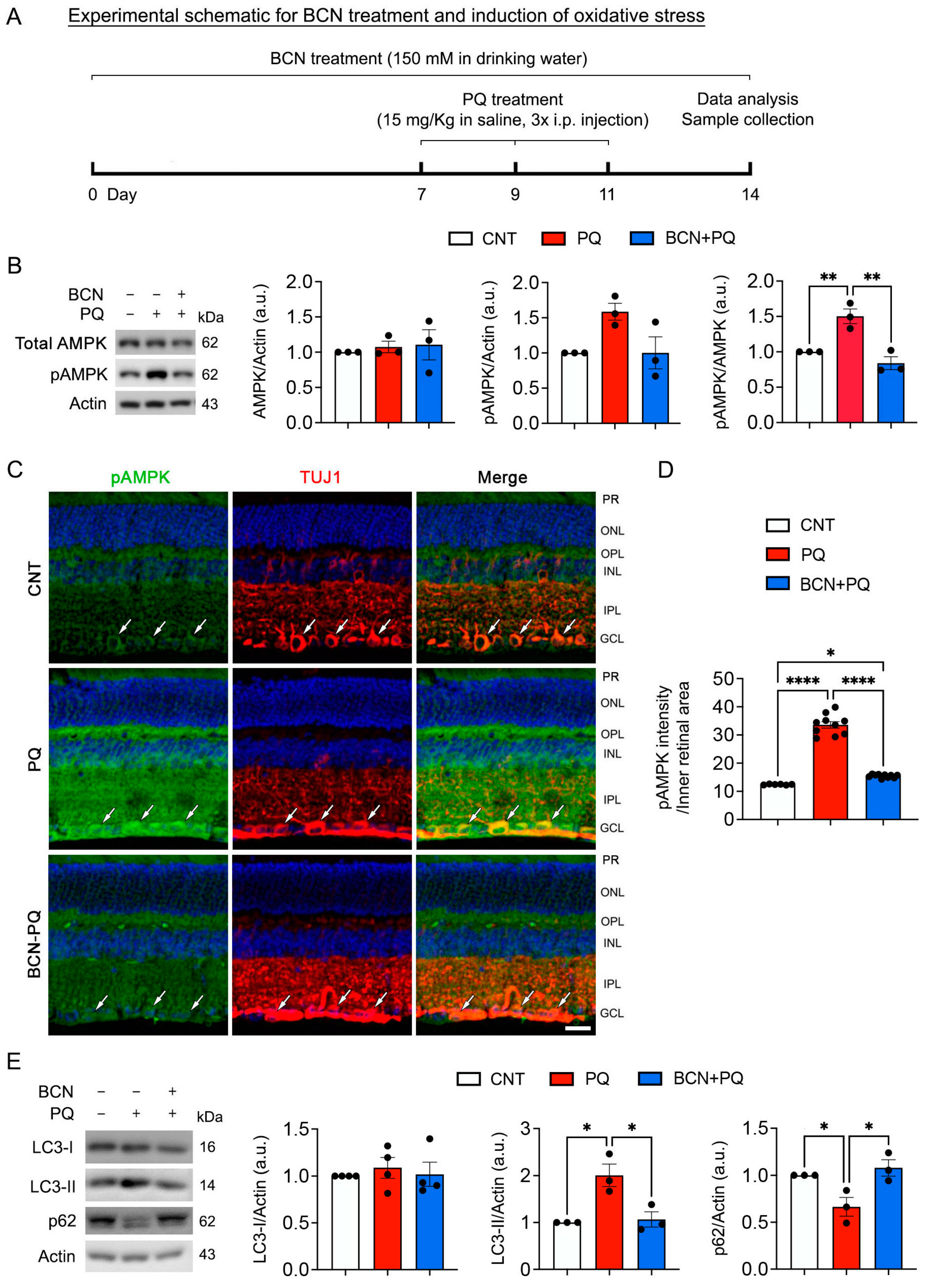 Antioxidants 13 00743 g005 Antioxidants 13 00743 g005