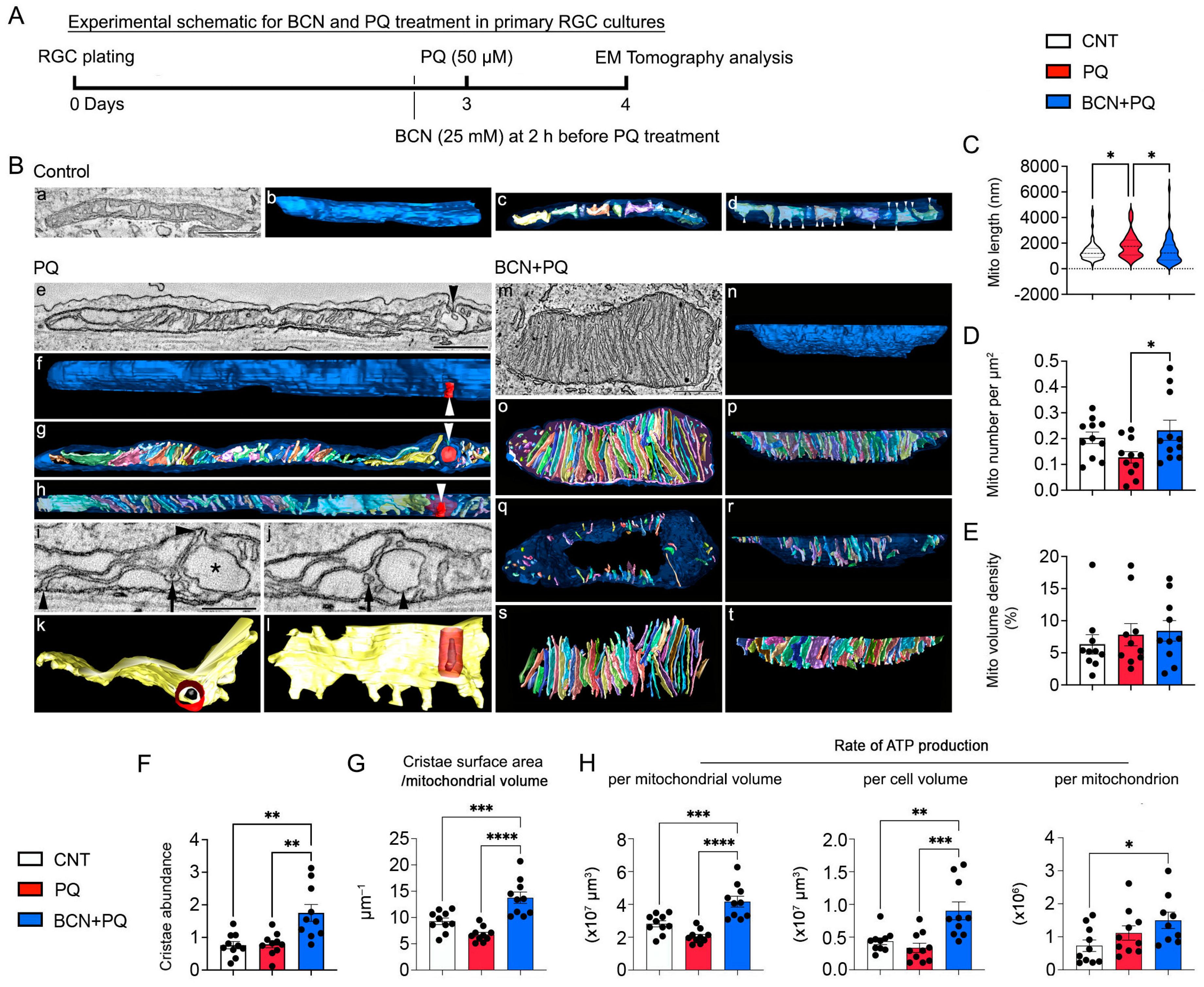 Antioxidants 13 00743 g007 Antioxidants 13 00743 g007