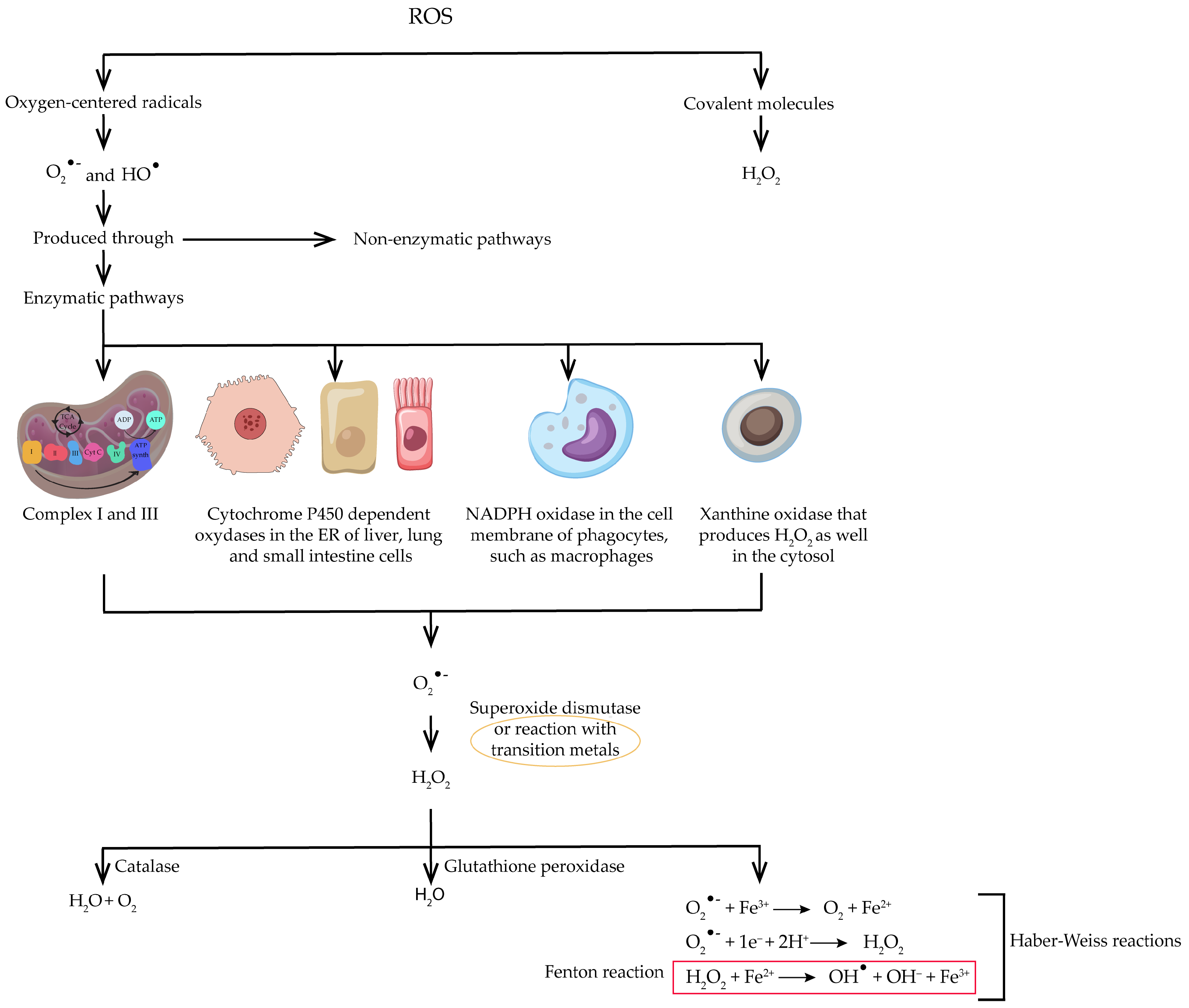 Antioxidants 13 00762 g001