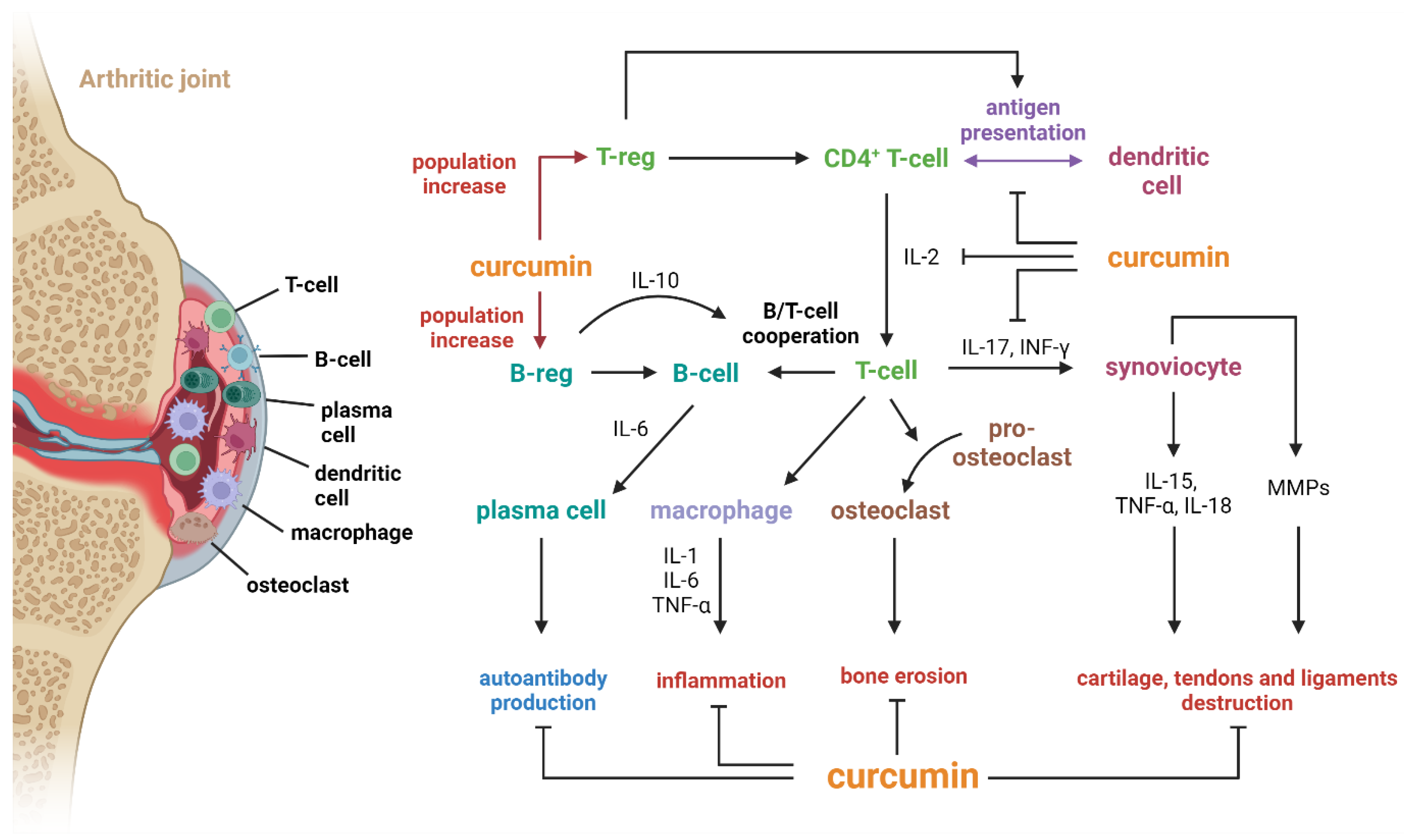 Antioxidants 13 00775 g004