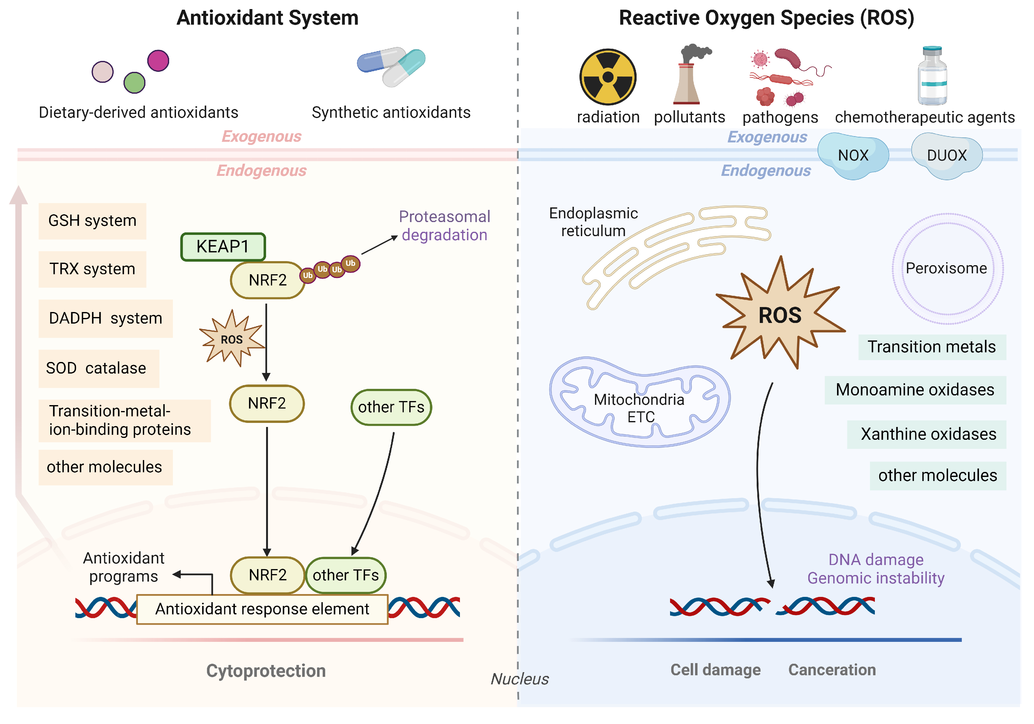 Antioxidants 13 00778 g001 Antioxidants 13 00778 g001