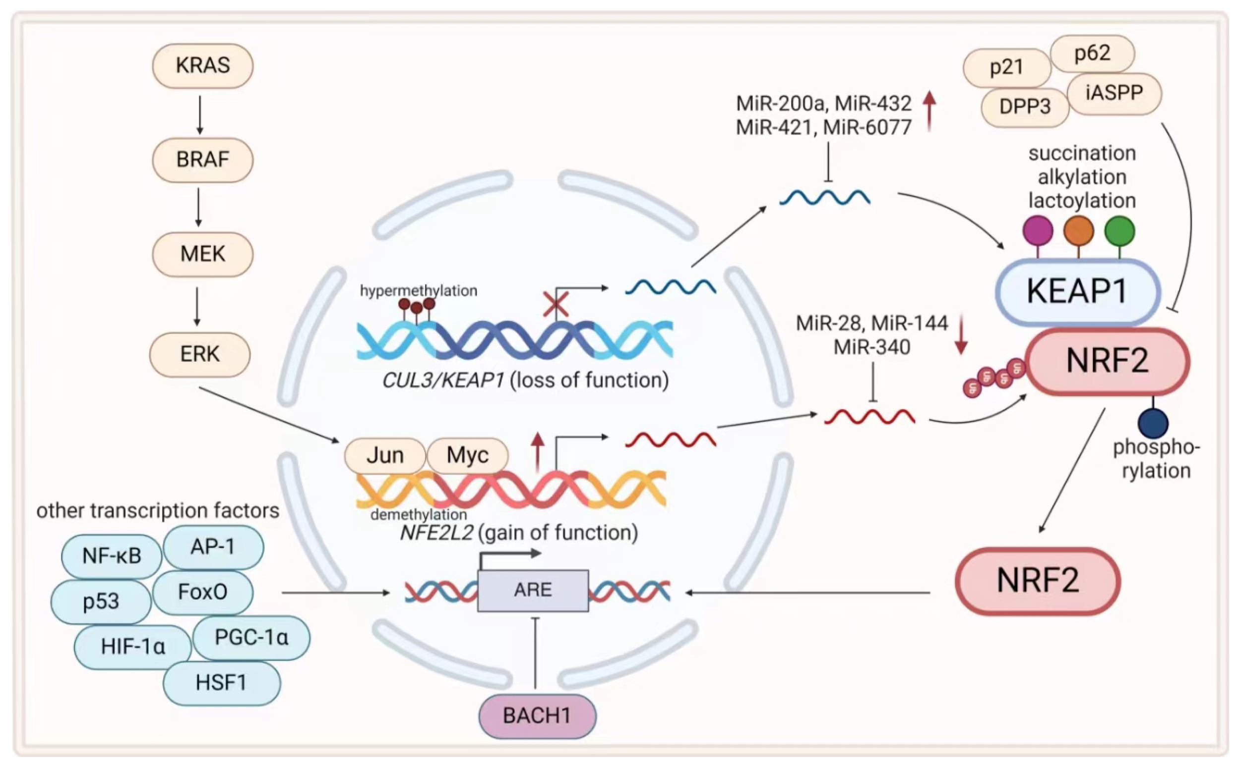 Antioxidants 13 00778 g003 Antioxidants 13 00778 g003