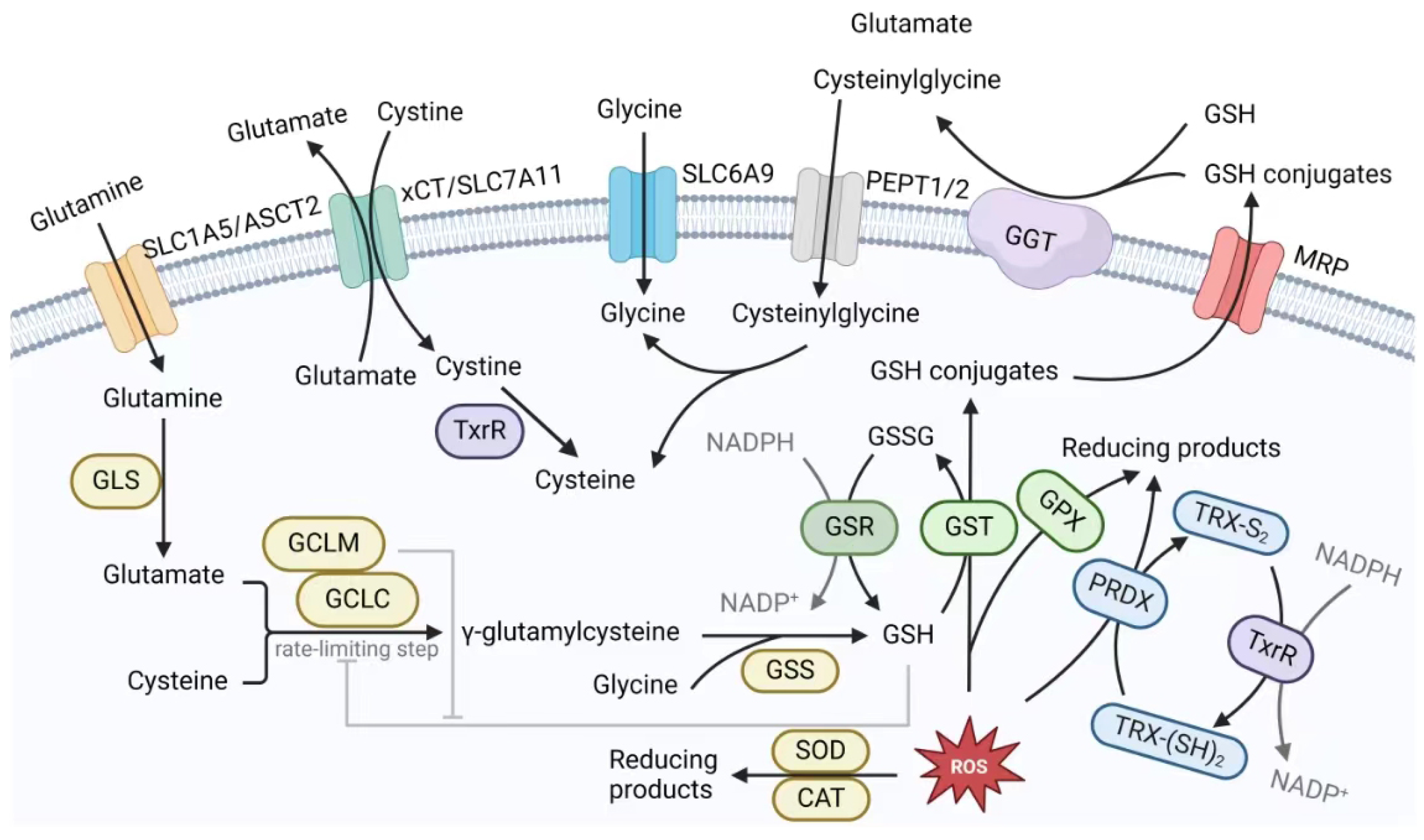 Antioxidants 13 00778 g004 Antioxidants 13 00778 g004