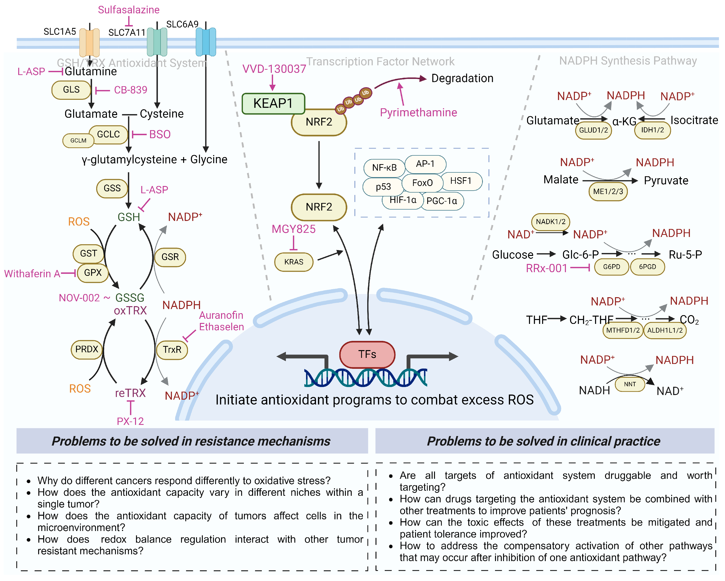 Antioxidants 13 00778 g006 Antioxidants 13 00778 g006