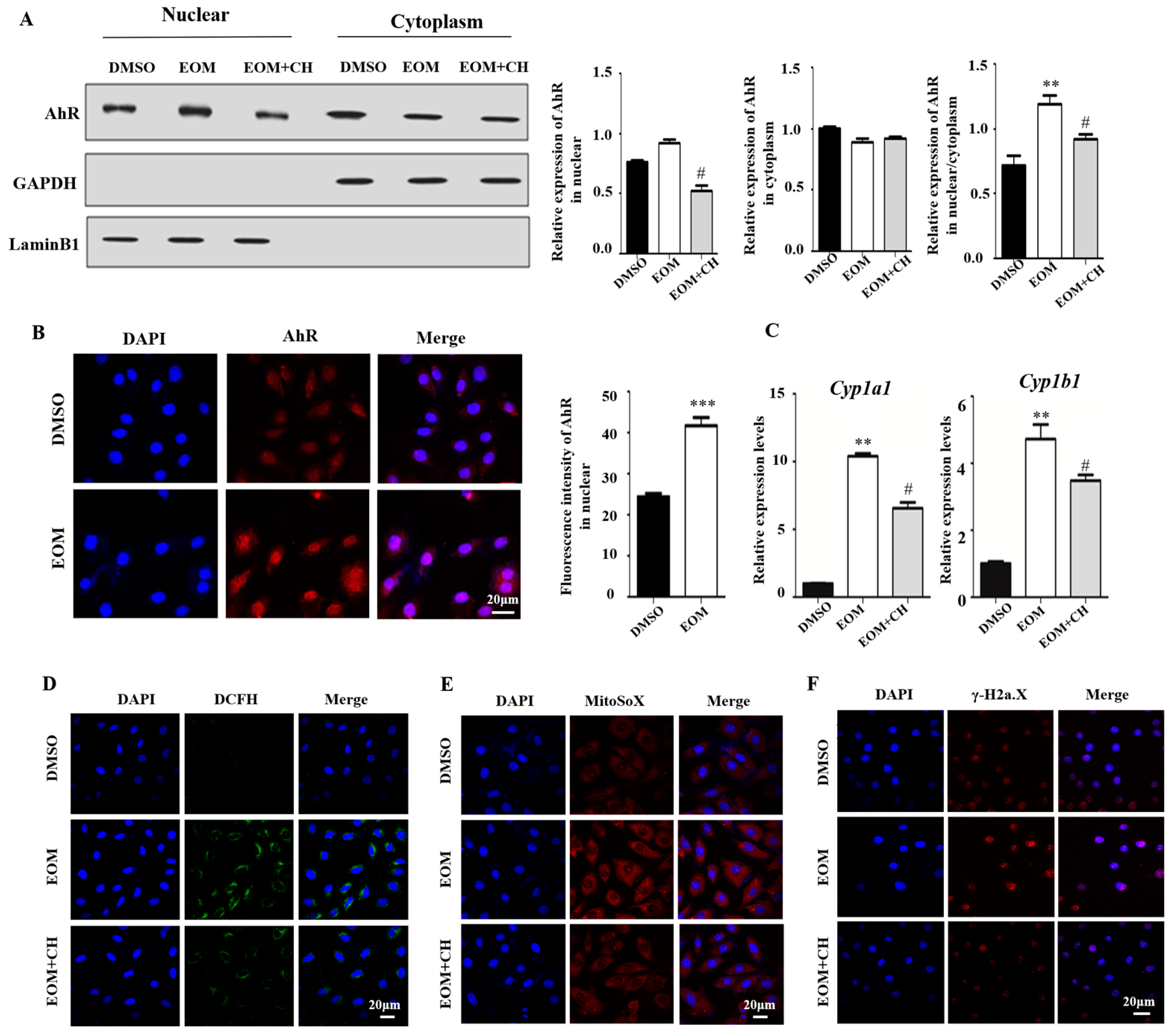 Antioxidants 13 00786 g004