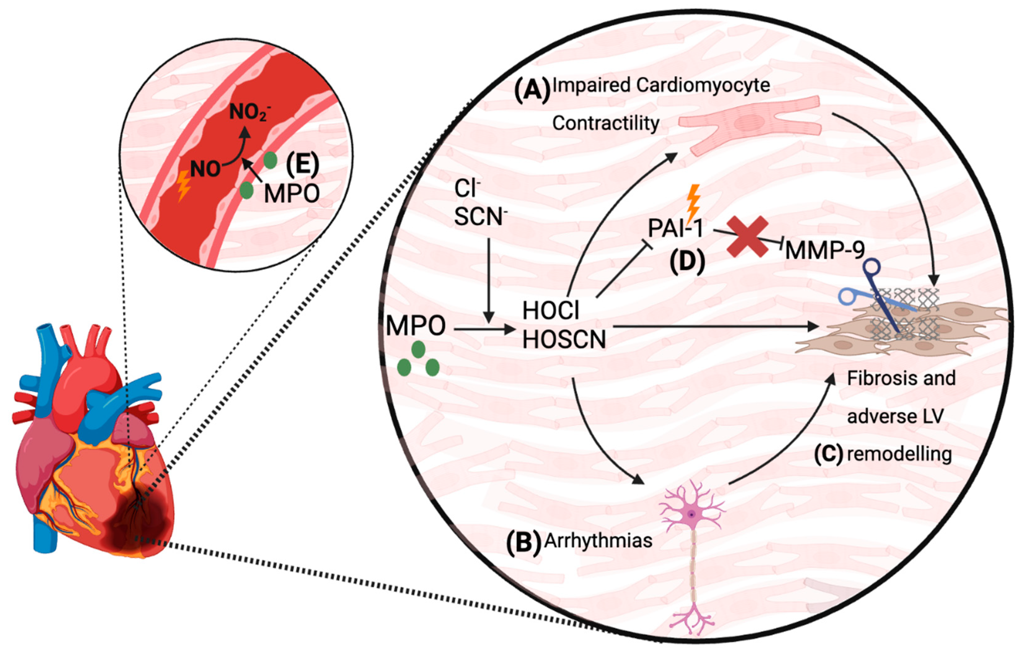 Antioxidants 13 00788 g003 Antioxidants 13 00788 g003
