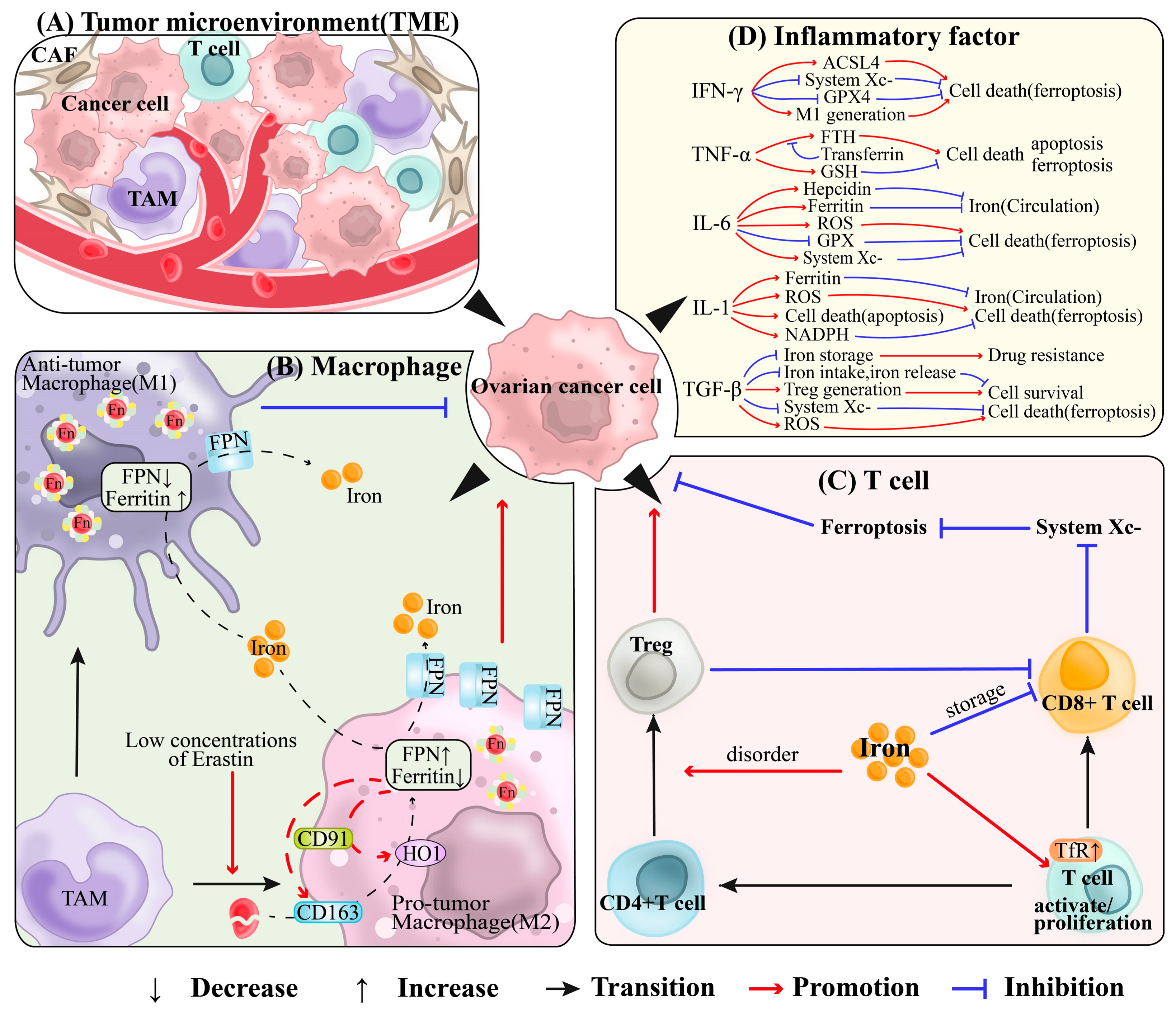 Antioxidants 13 00791 g004
