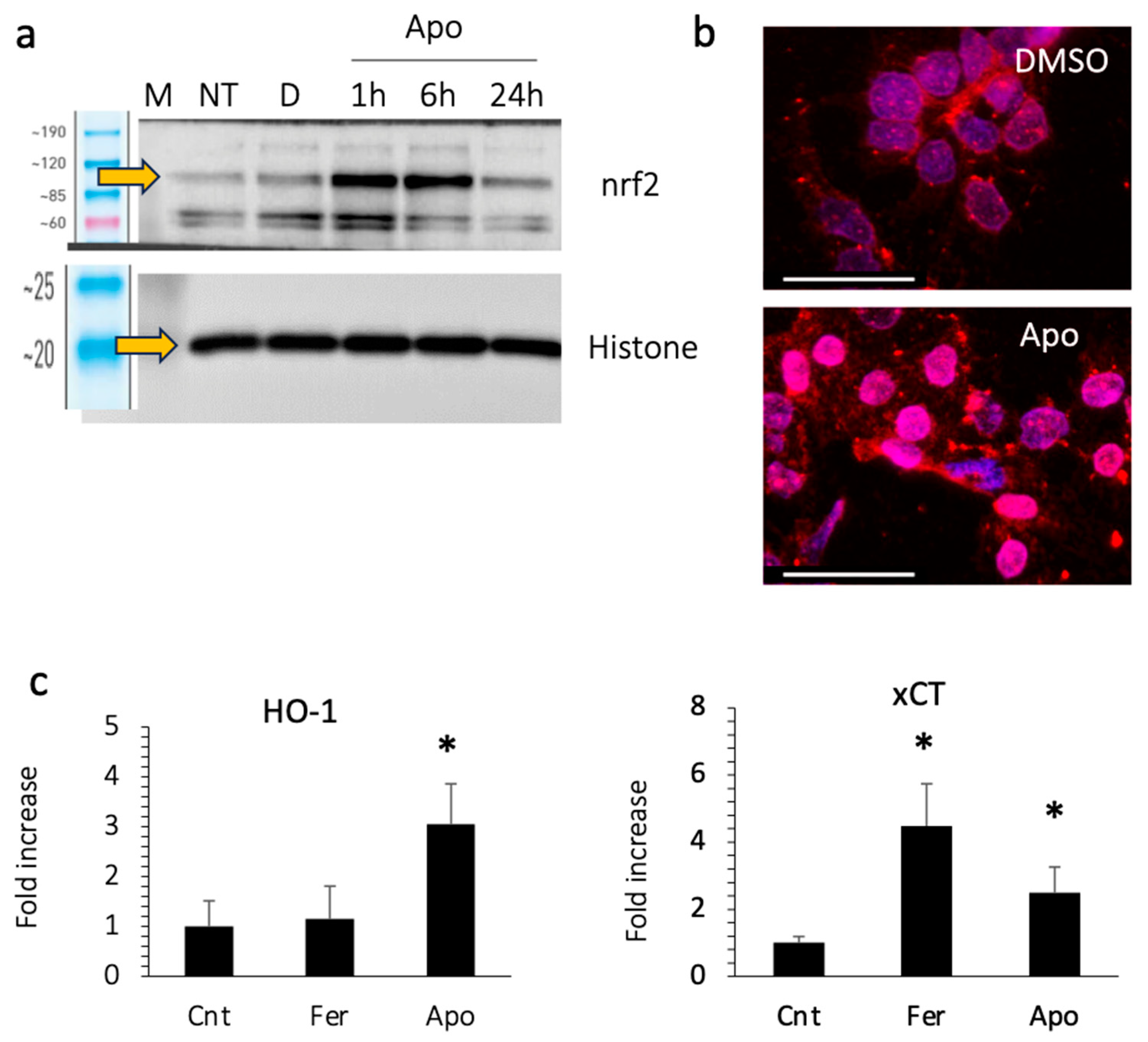 Antioxidants 13 00805 g006