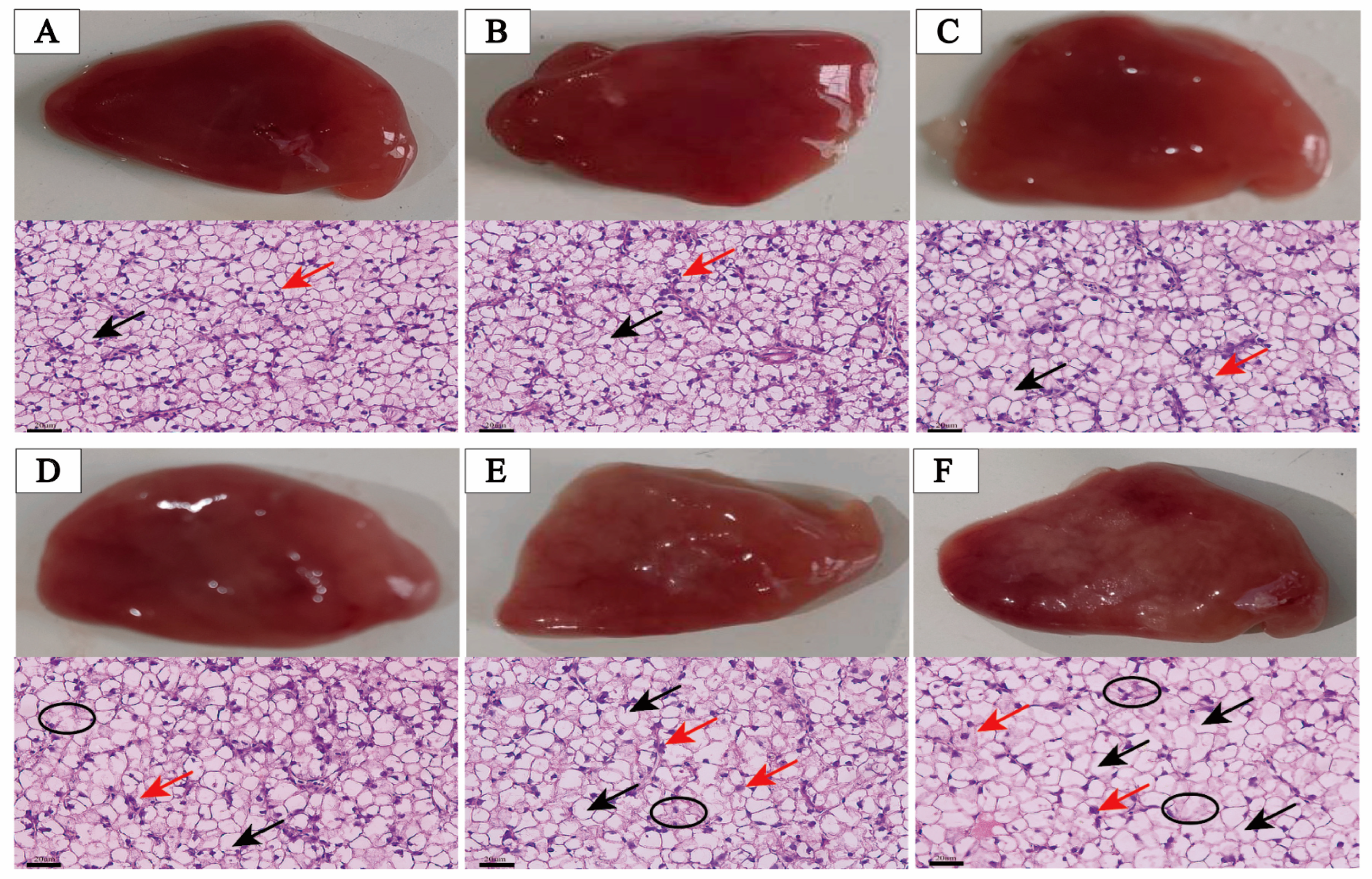 Antioxidants 13 00808 g002