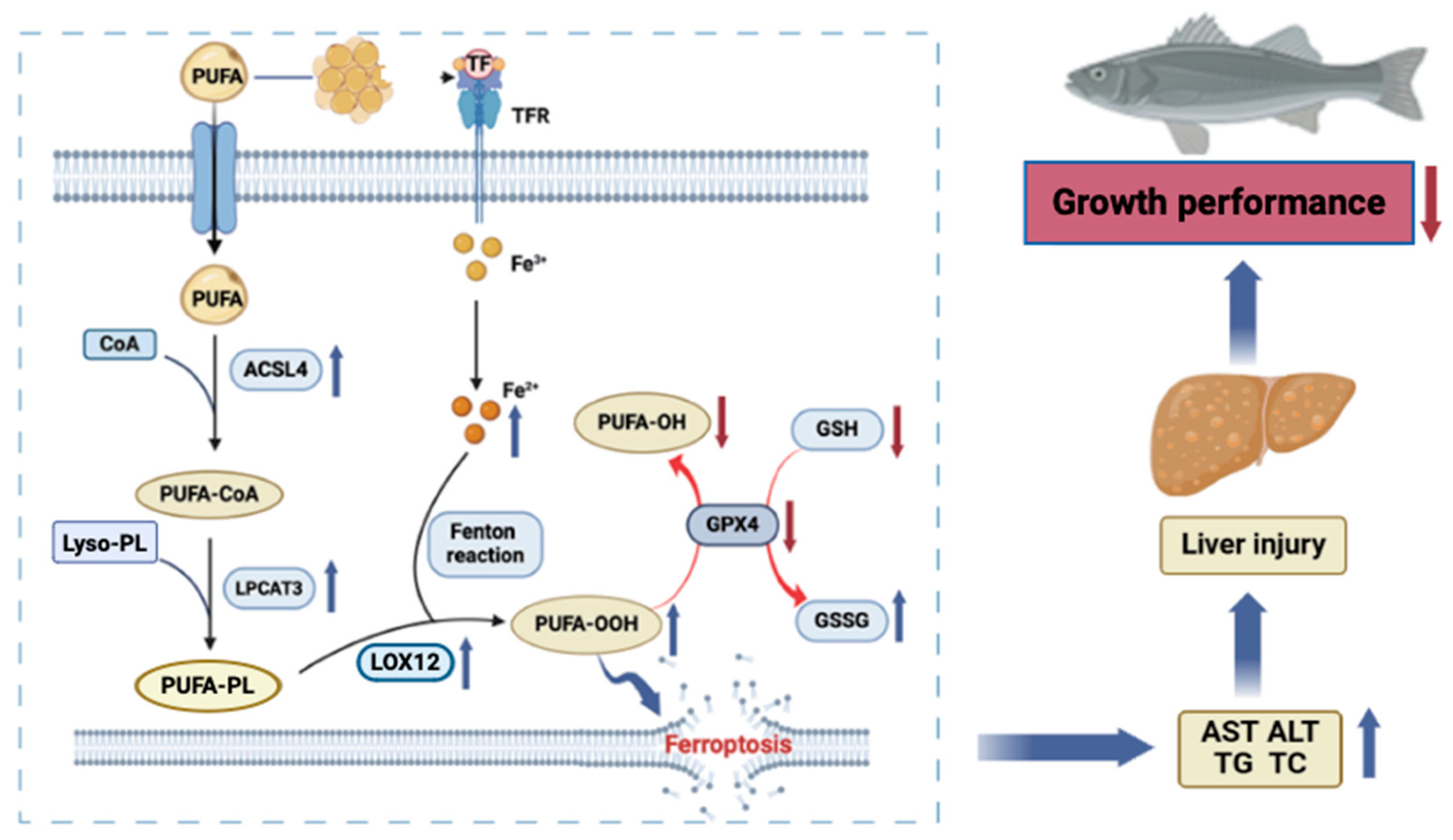 Antioxidants 13 00808 g006