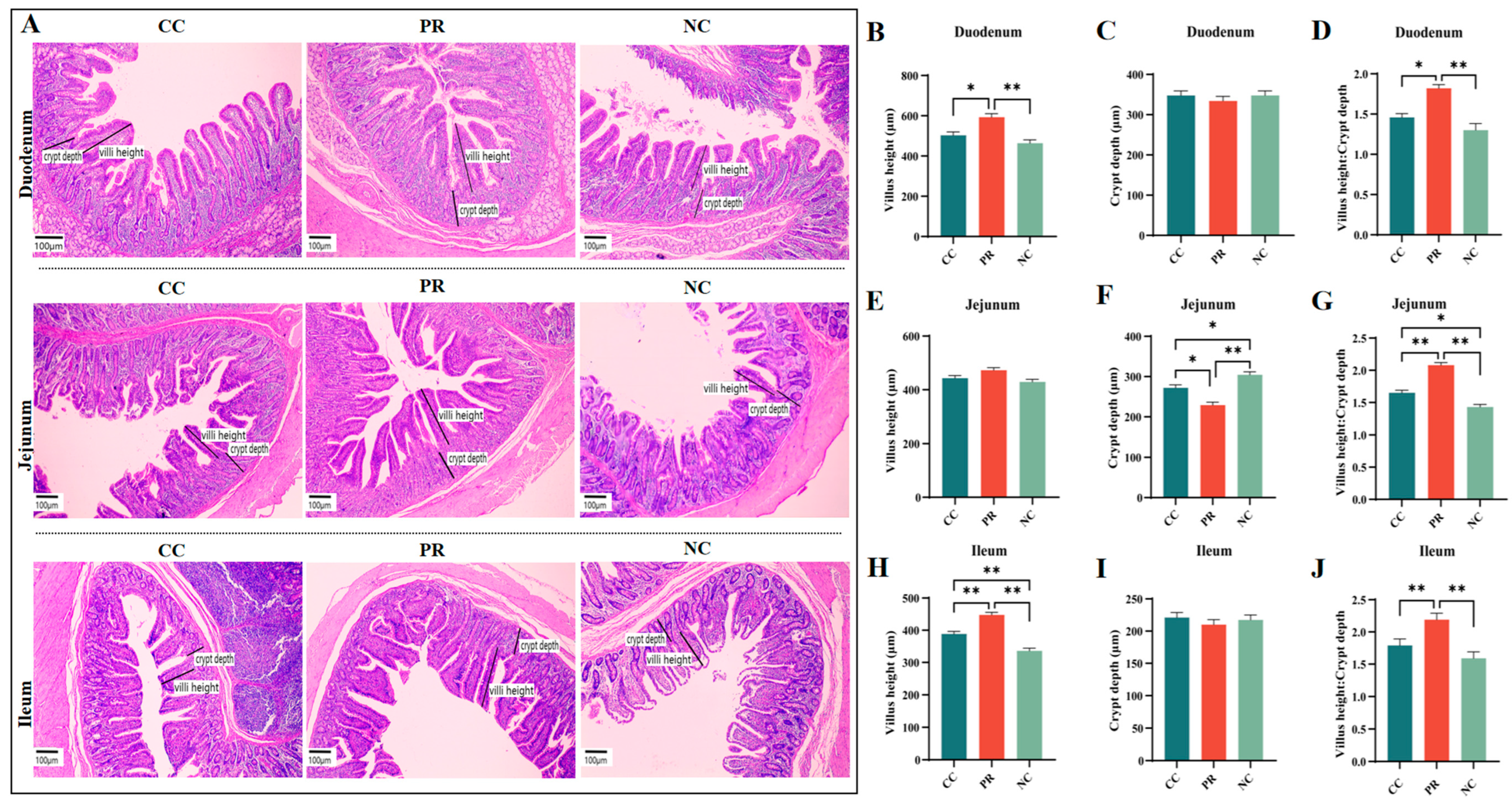 Antioxidants 13 00816 g003 Antioxidants 13 00816 g003