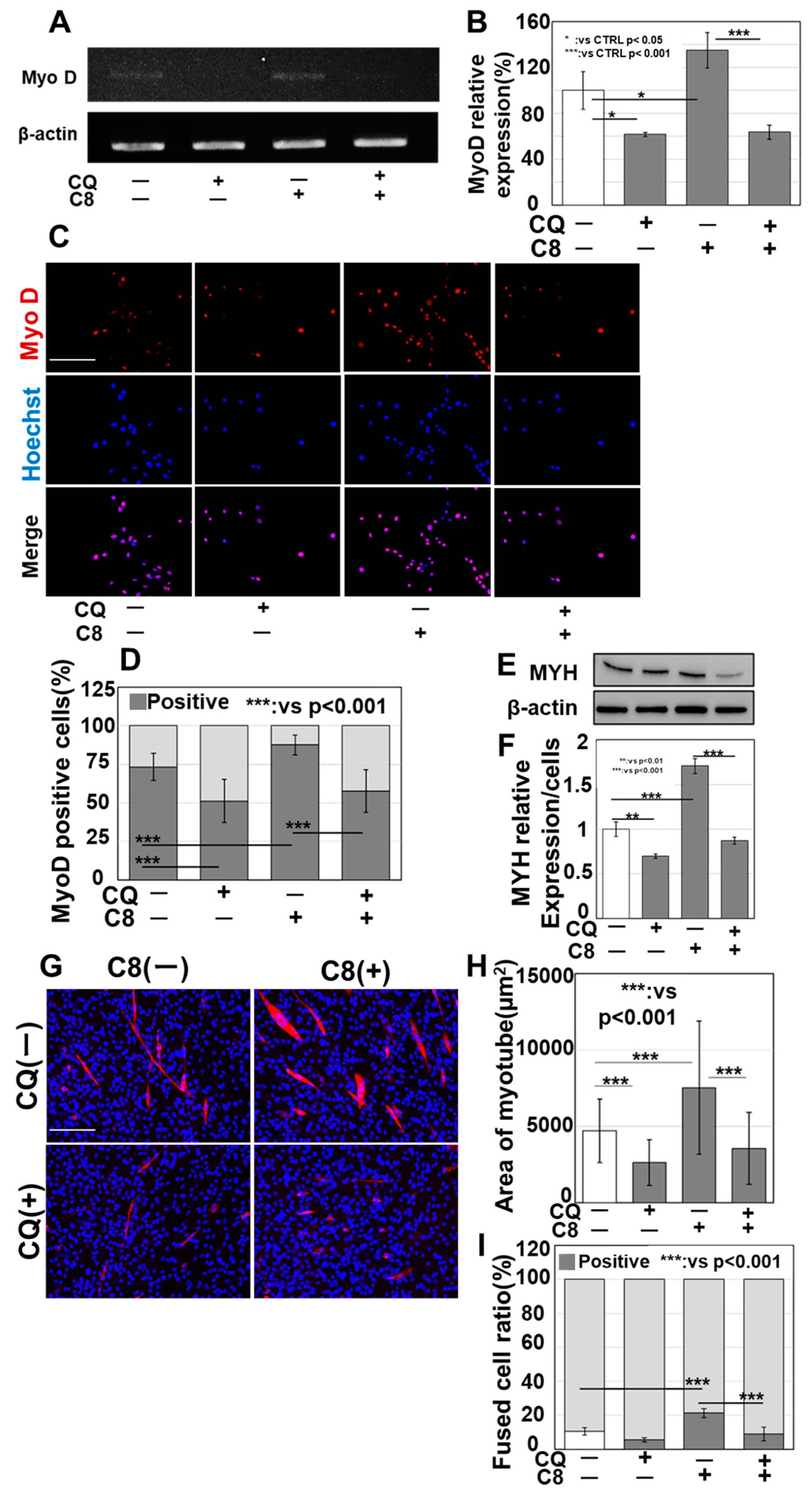 Antioxidants 13 00821 g004