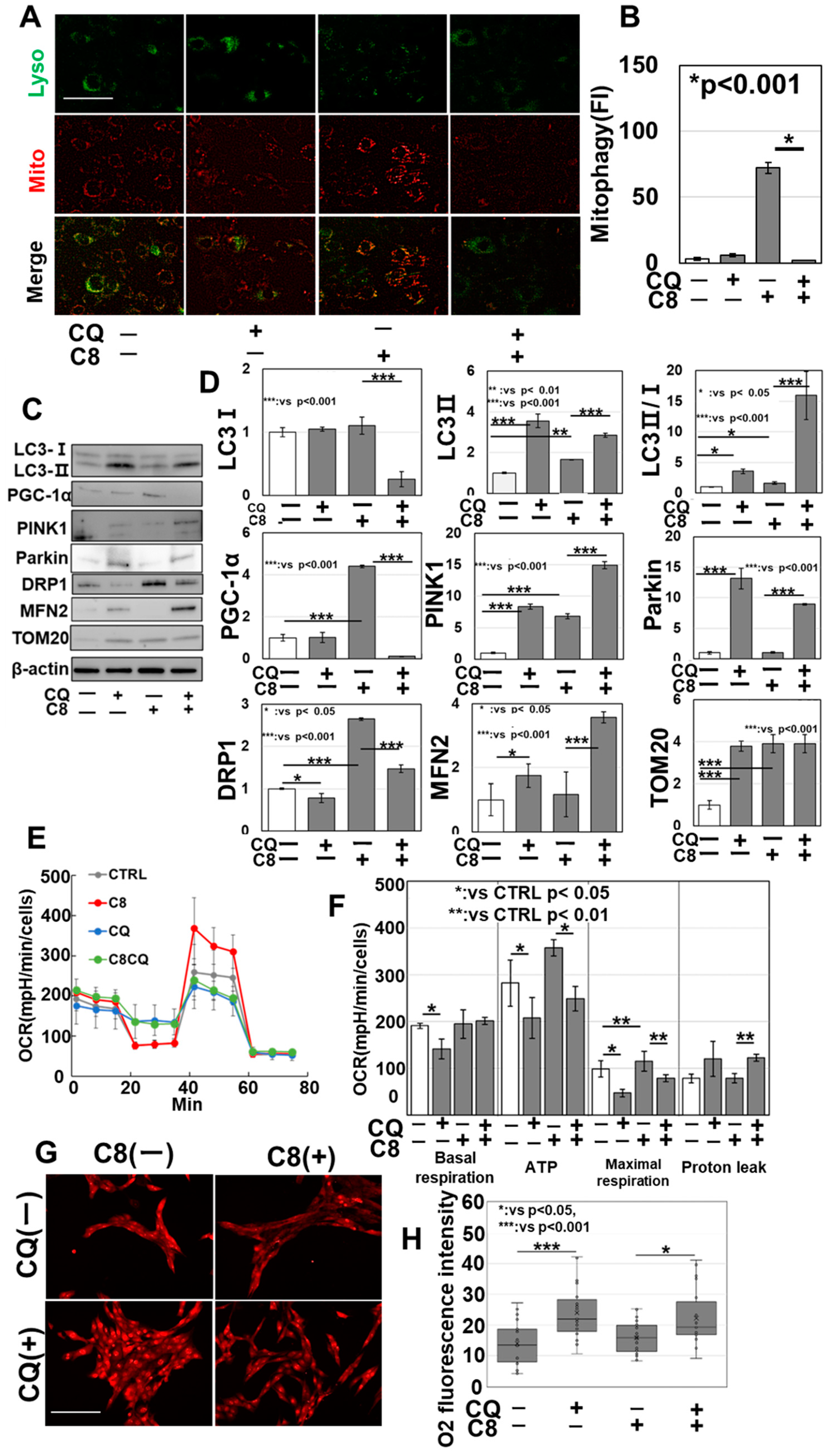 Antioxidants 13 00821 g005